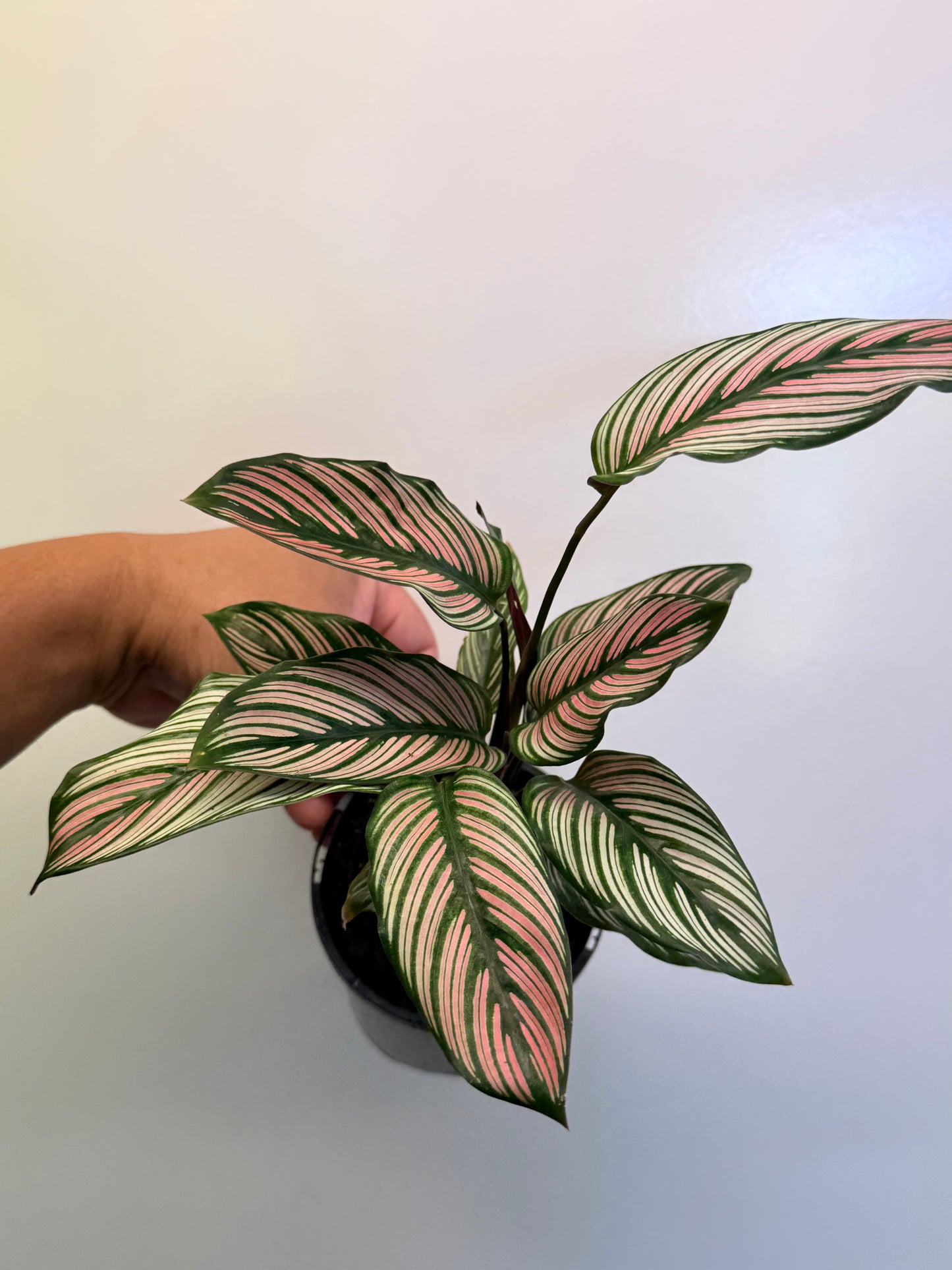 Calathea White Star O55