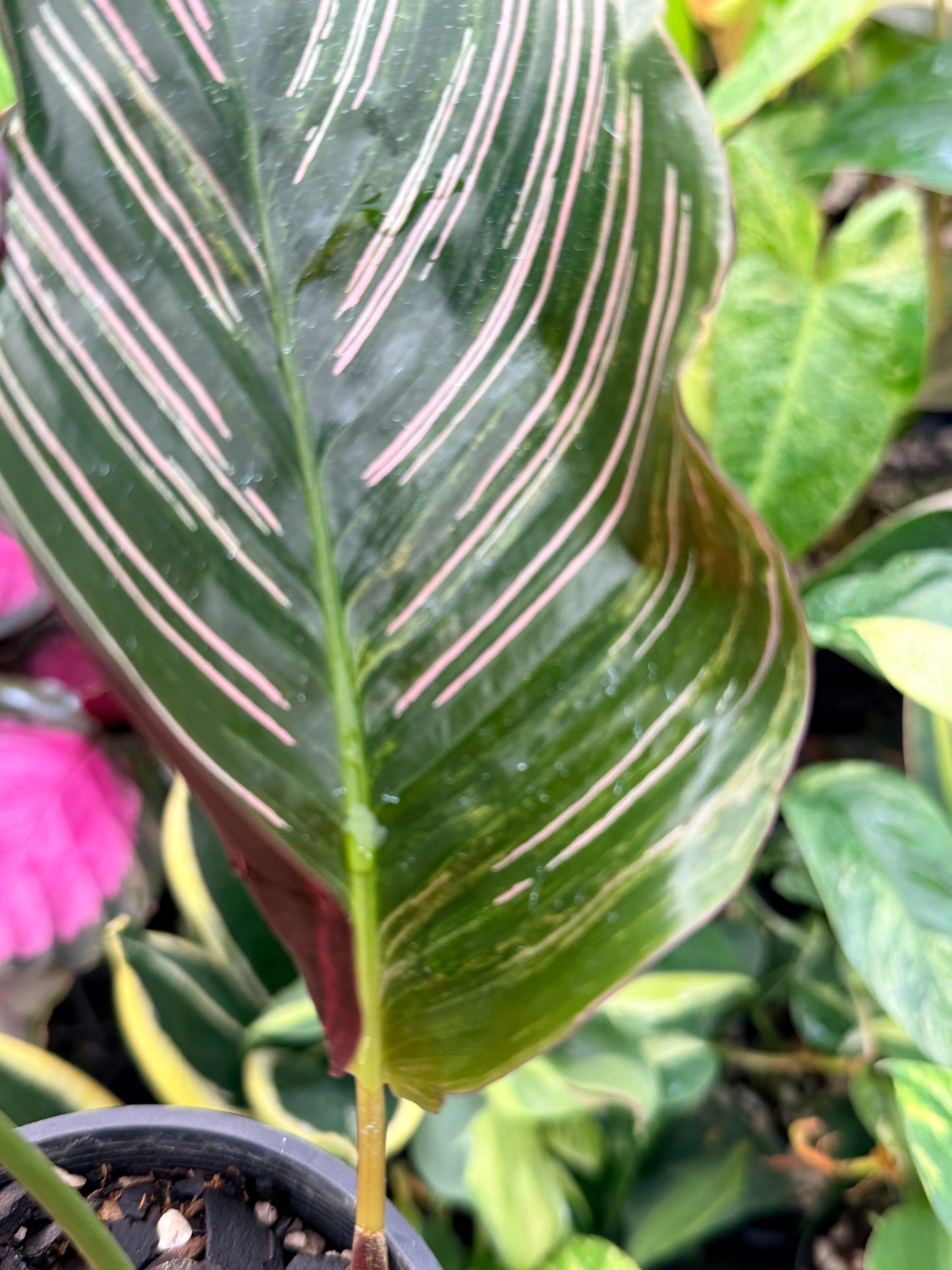 Calathea sanderiana 'Pinstripe Calathea' Variegated H24