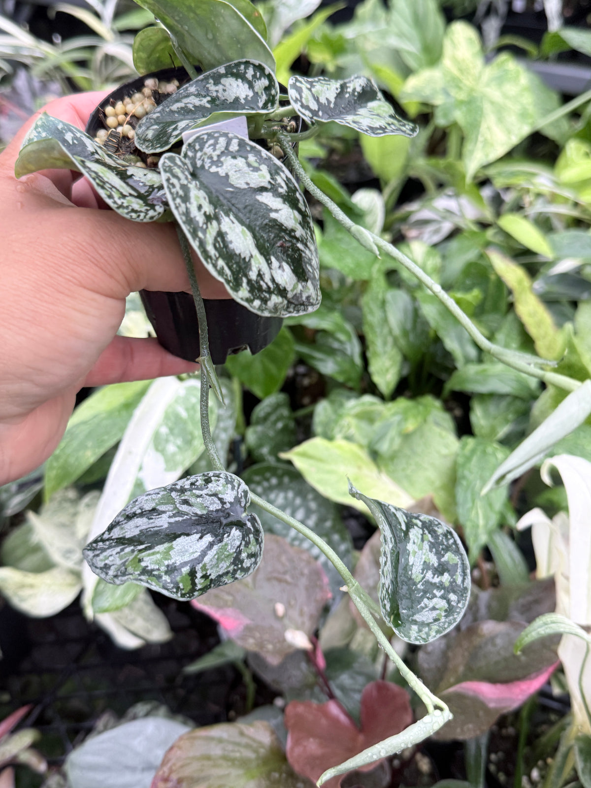 Scindapsus pictus 'Tricolor' Q32