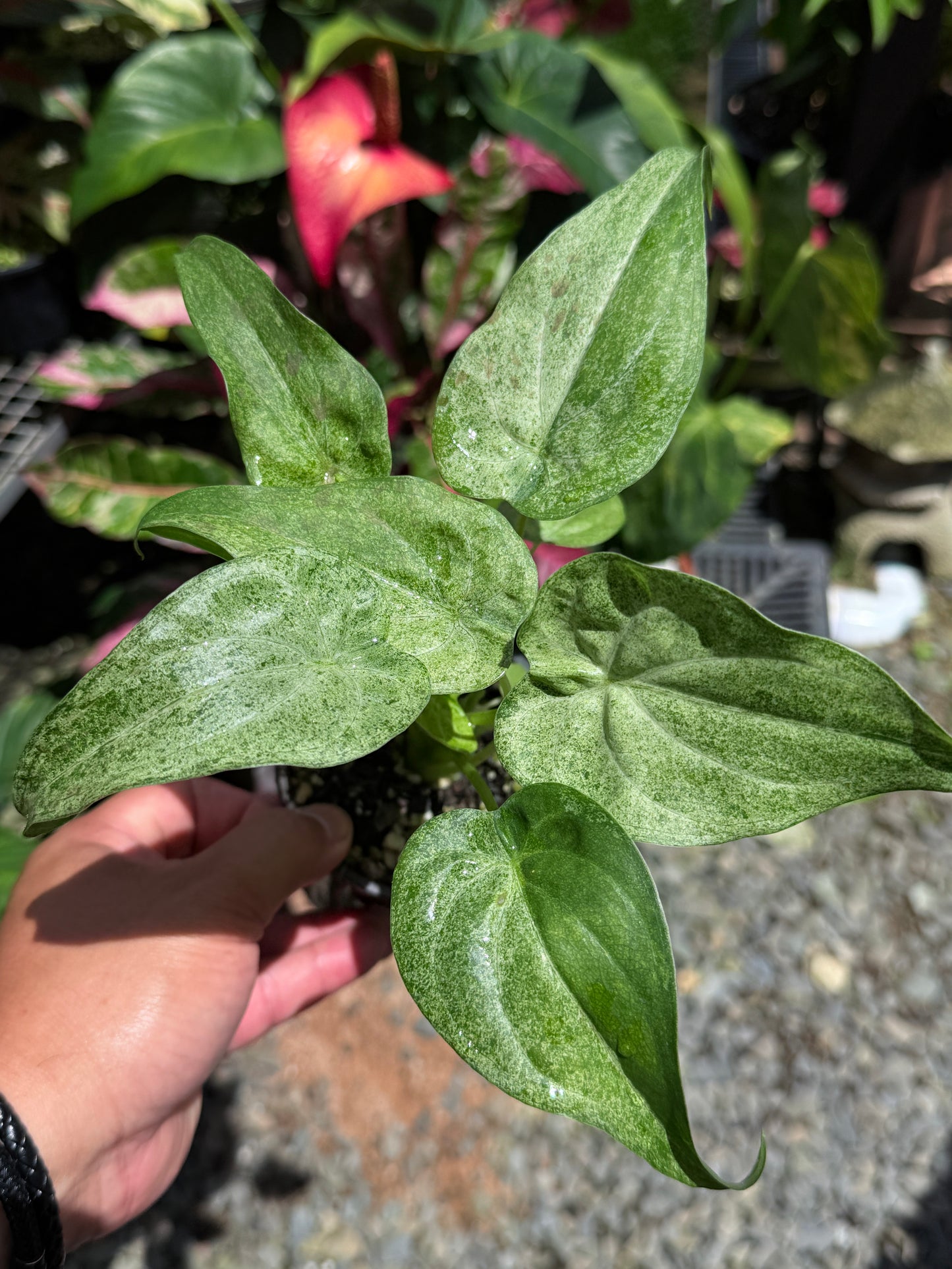 Alocasia Cucullata Mint Variegated (New Release) W16