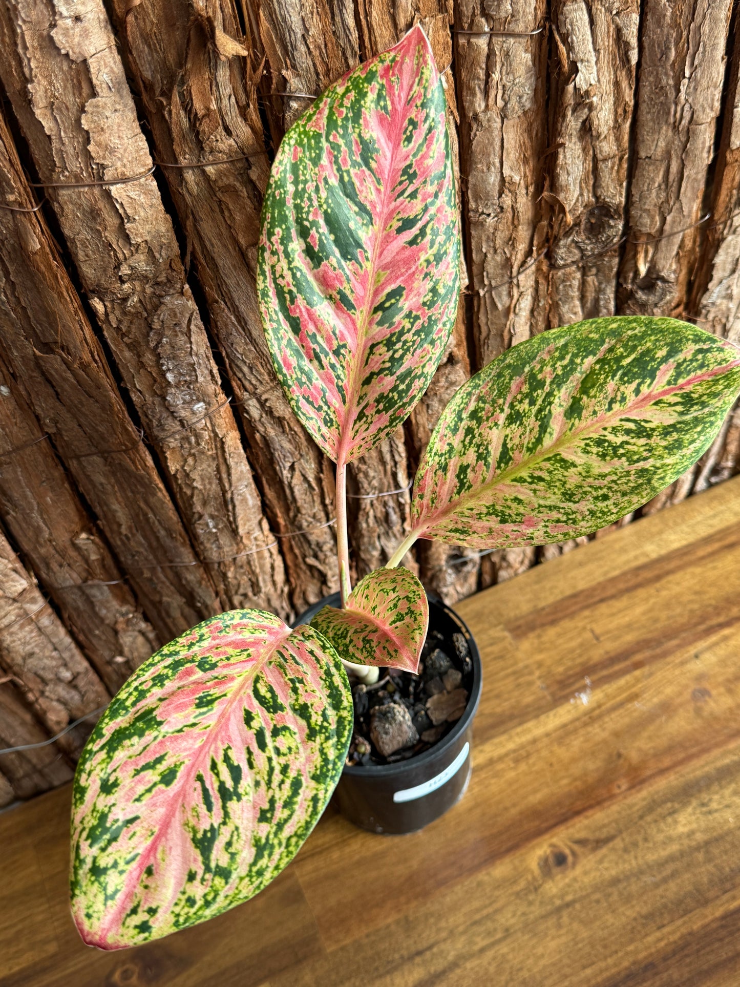 Aglaonema Sparkling Sarah