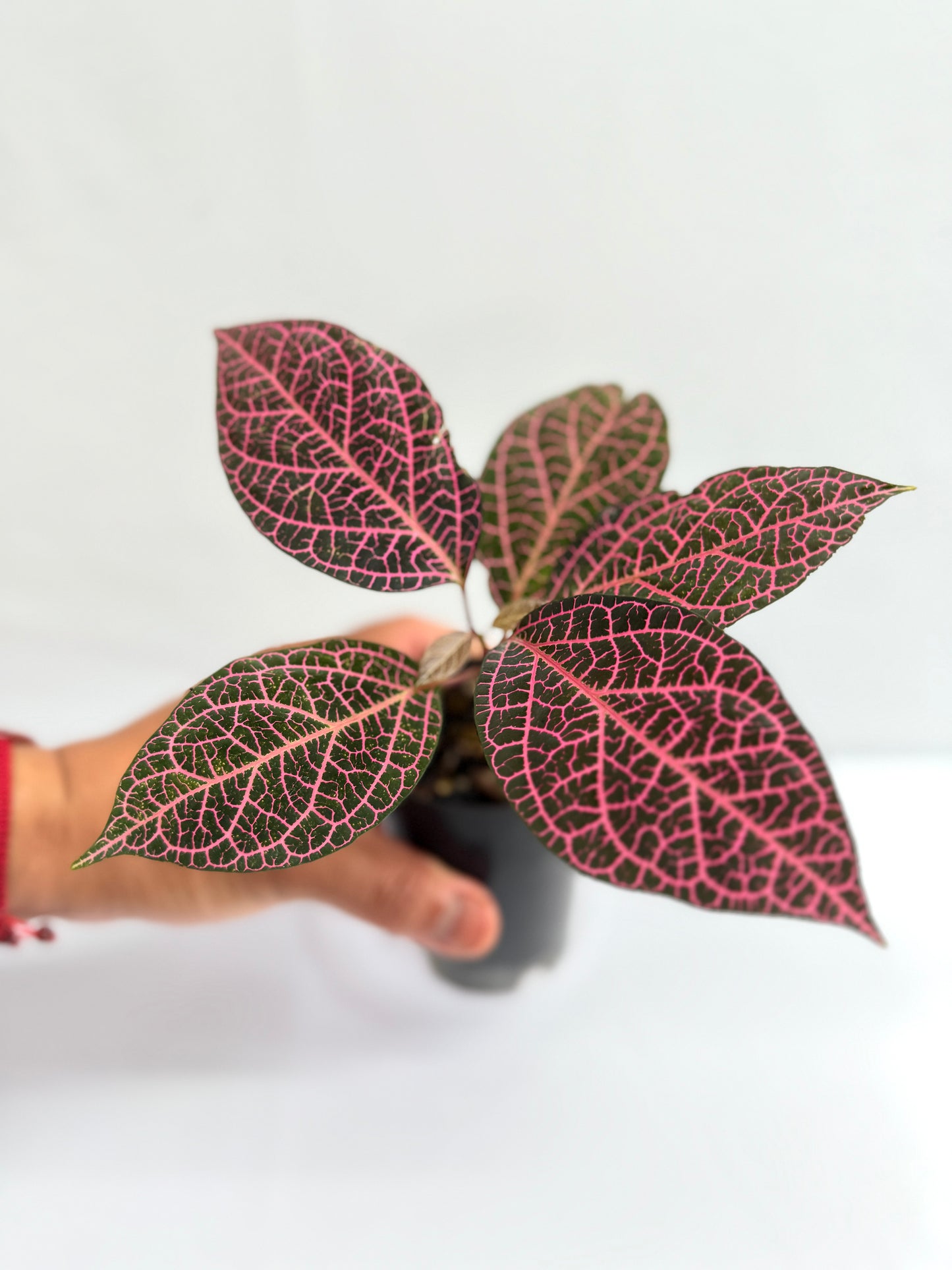 Prestonia quinquangularis 'Dogbane' - Best Plant in Stock.