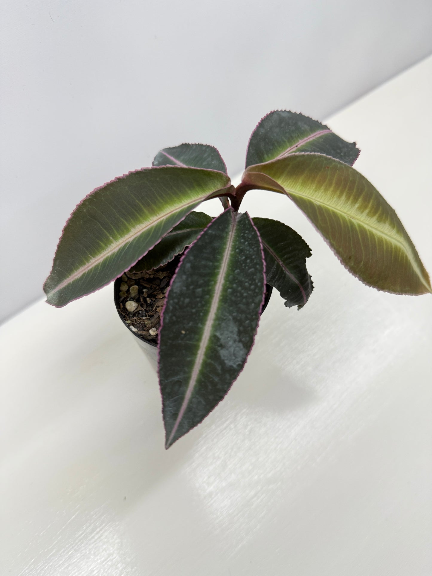 Labisia Pumila Pink Sumatra - Best Pick of the Crop!