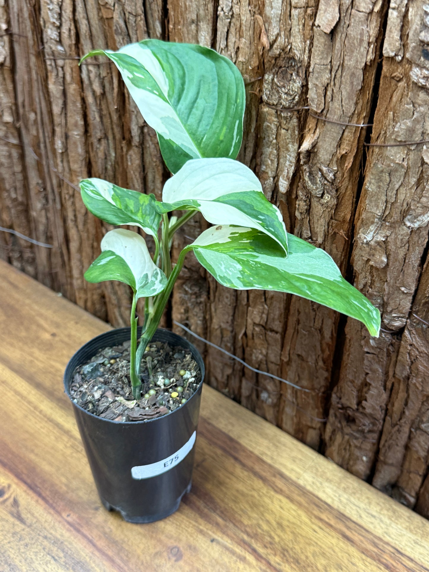 Monstera laniata Variegata