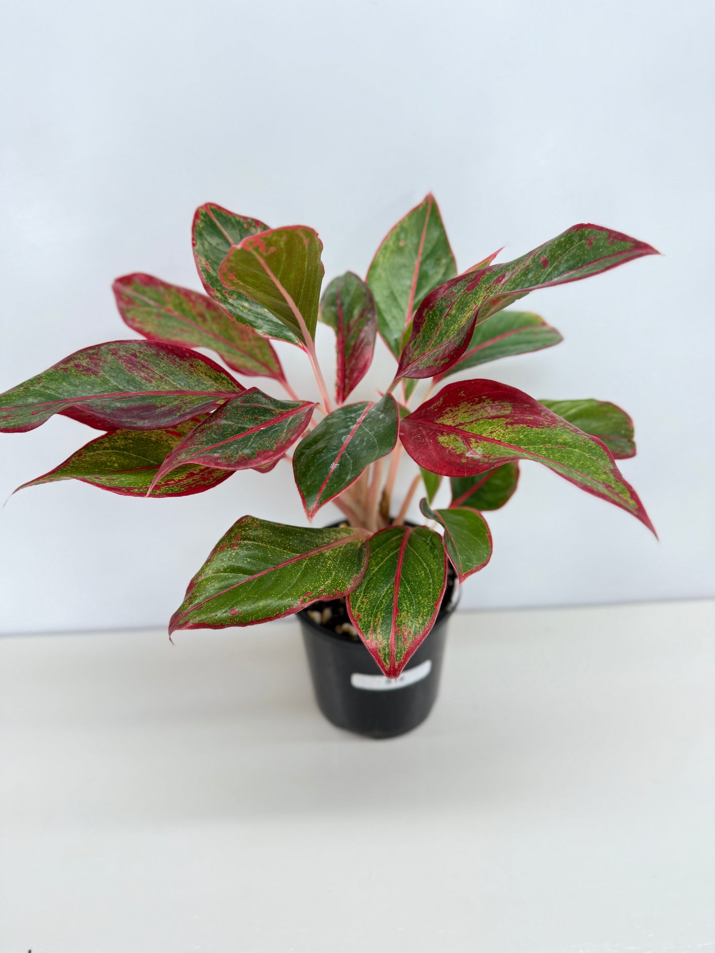 Aglaonema Siam Aurora - Best Pick of the Crop!