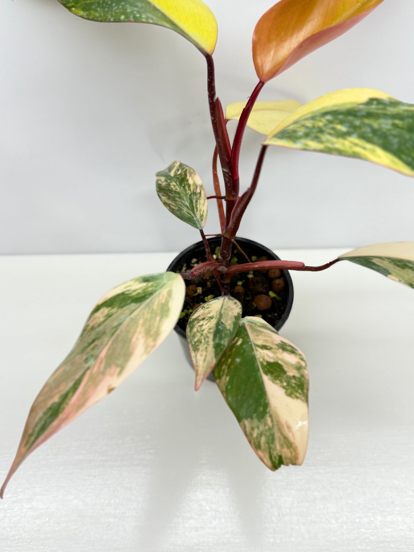 Philodendron Strawberry Shake - Highly Variegated NONTC. U61
