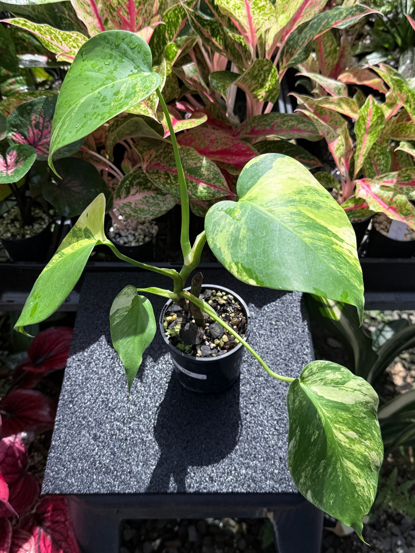 Monstera borsigiana 'Aurea’ H26