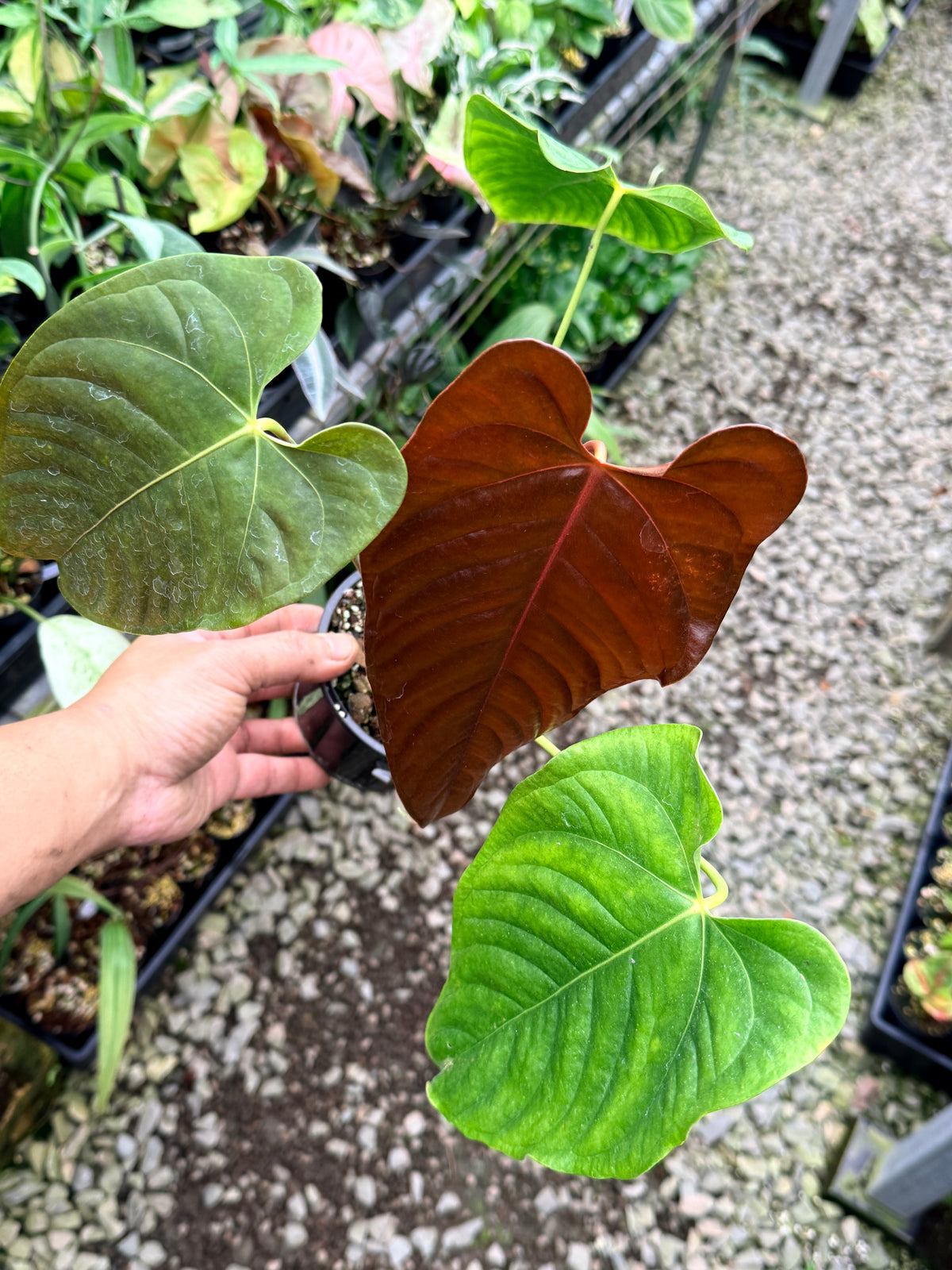 Anthurium Red Beauty x Anthurium Thin Leaf Veitchii R26