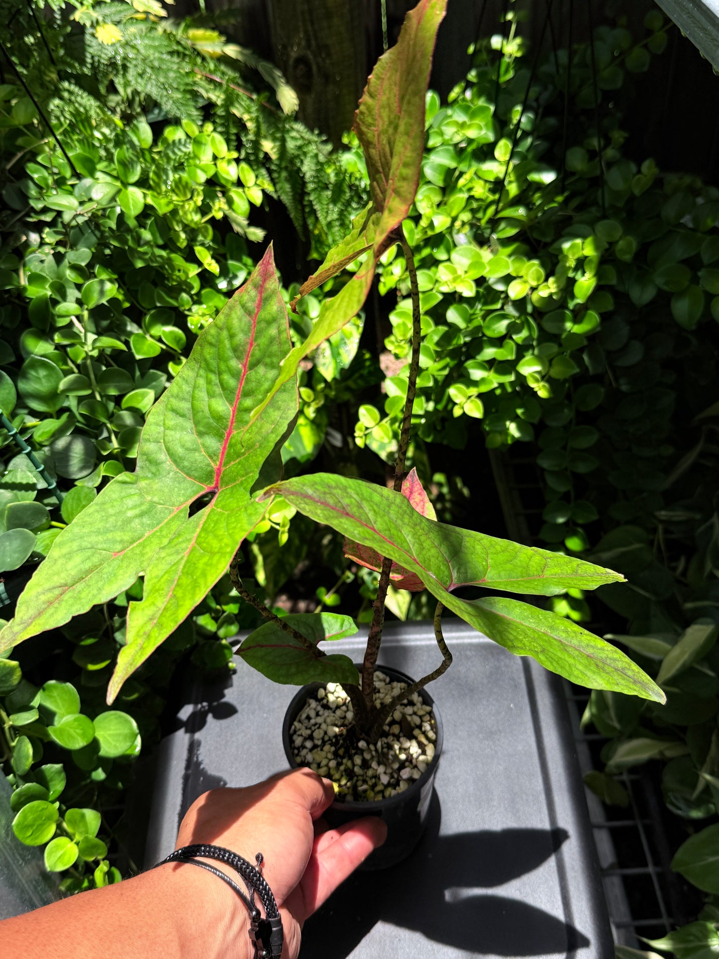 Cyrtosperma johnstonii 'Singha Mora' H49