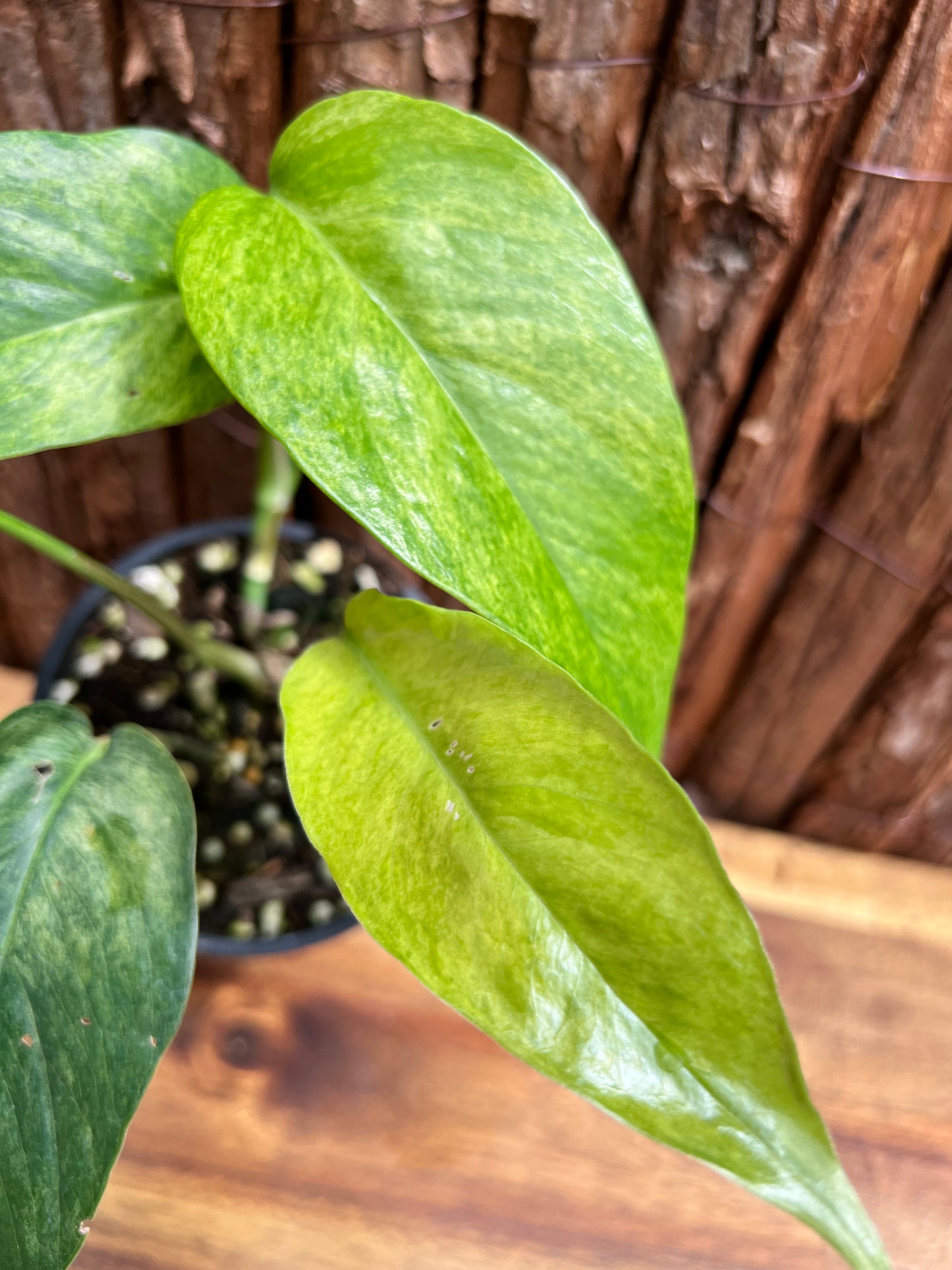 Epipremnum pinnatum 'Mint' Variegata B295