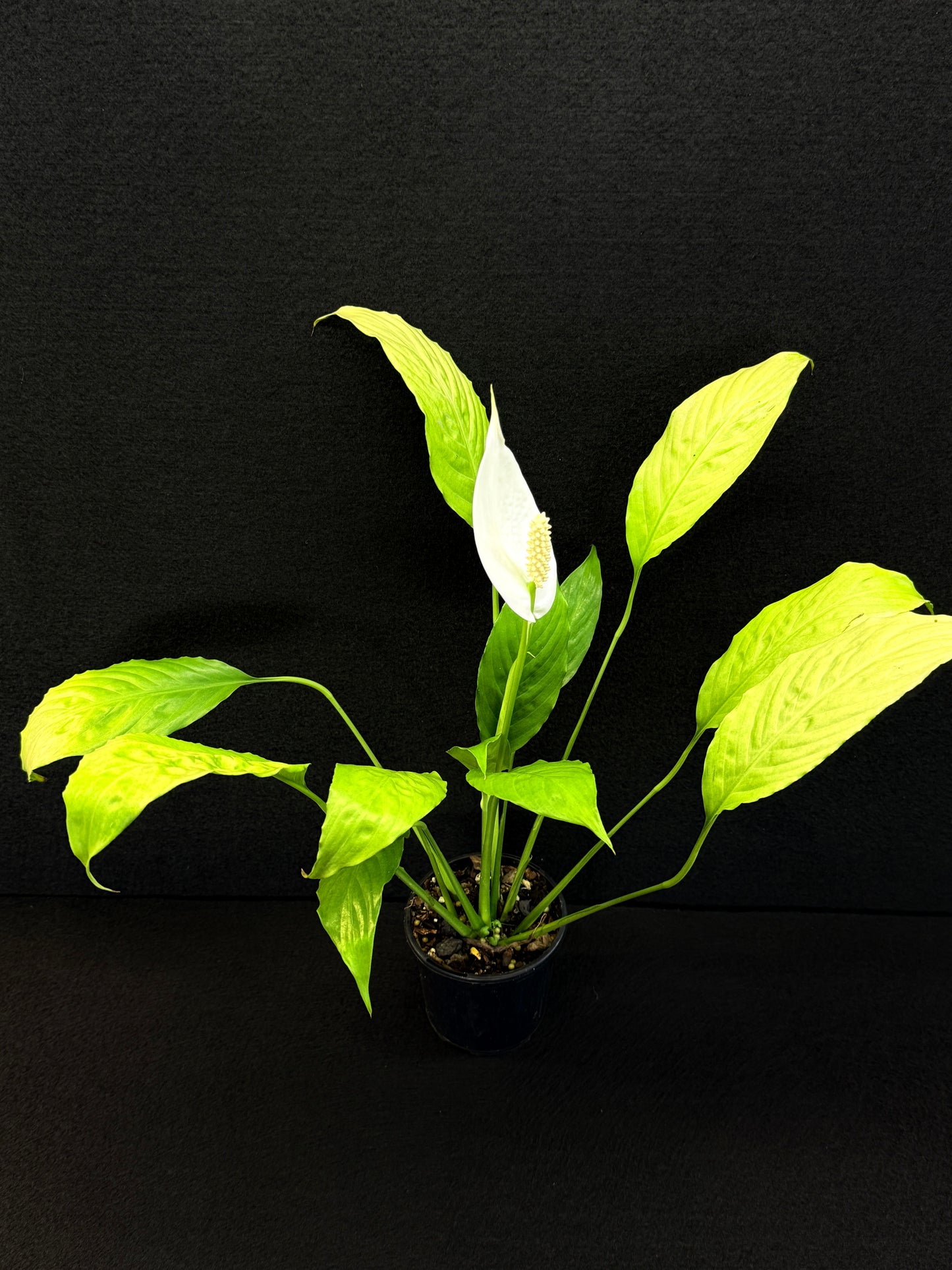 Spathiphyllum 'Golden' - Best Pick of the Crop!