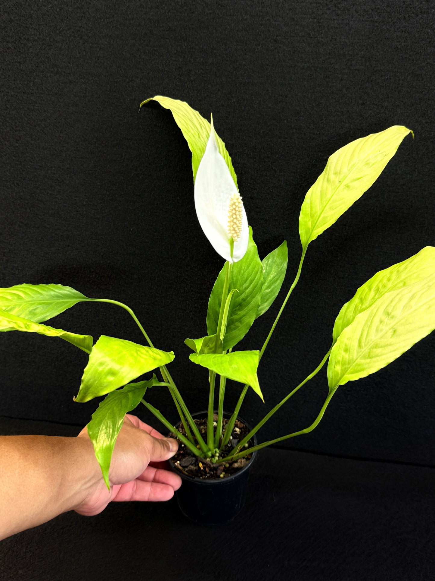 Spathiphyllum 'Golden' - Best Pick of the Crop!