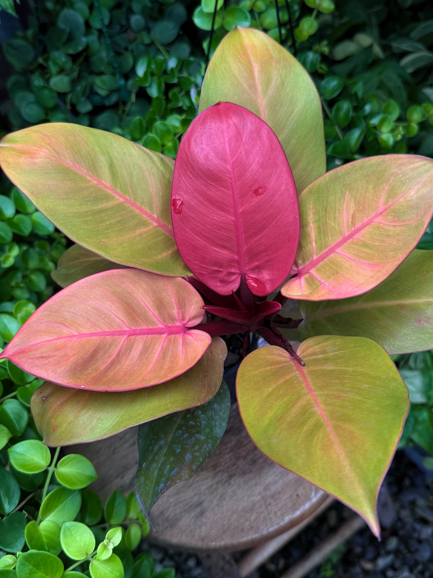 Philodendron 'Blood Luna' - Best Plant in Stock.