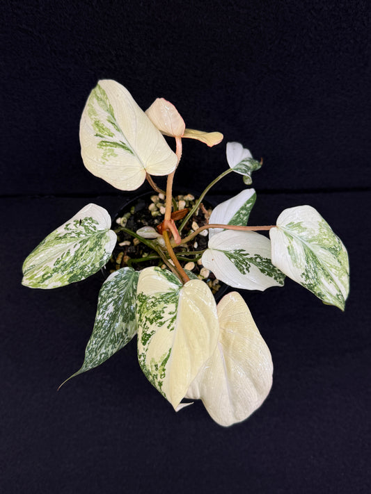 Philodendron Gloriosum Variegata C48