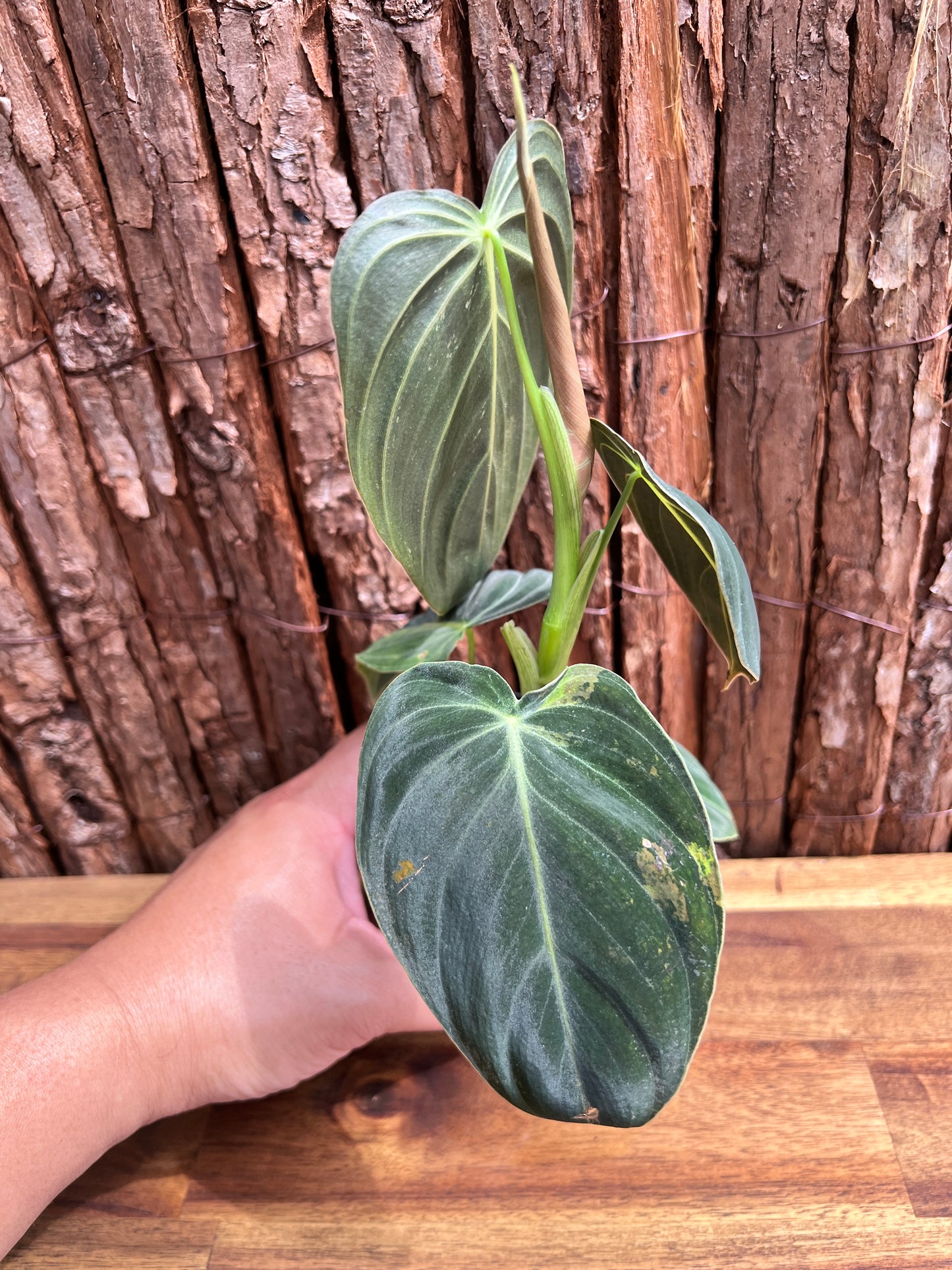 Philodendron melanochrysum variegated C6