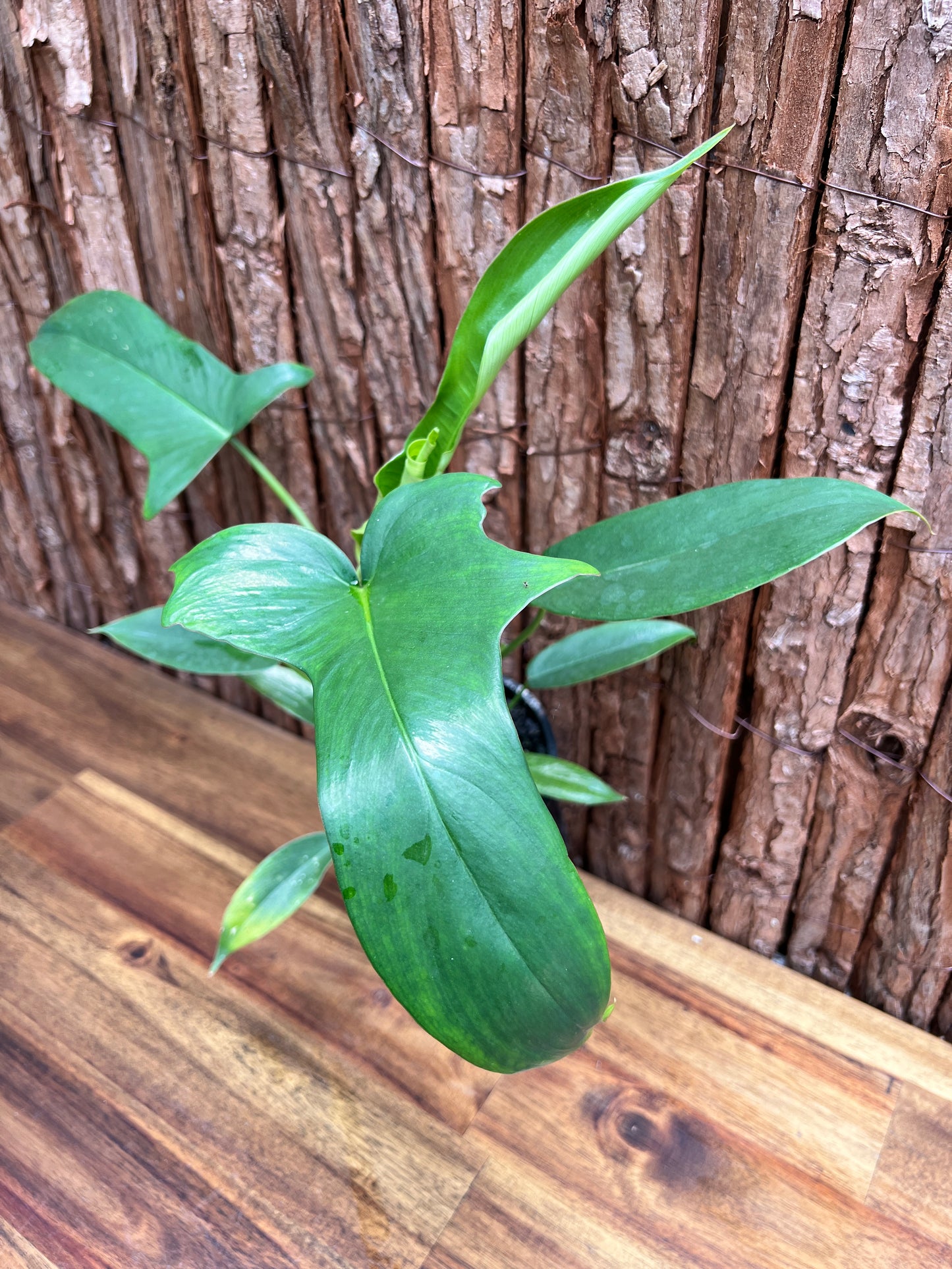 Philodendron Glad Hands - New Release C22