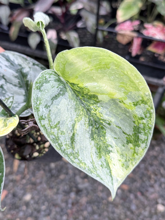 Scindapsus 'Pictus Mayari Aurea' Q38