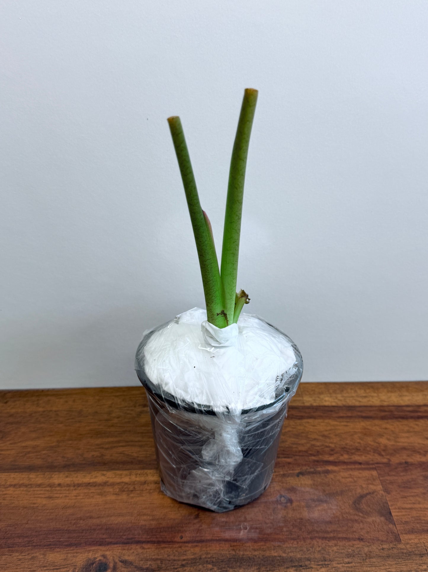 Colocasia Black Marble