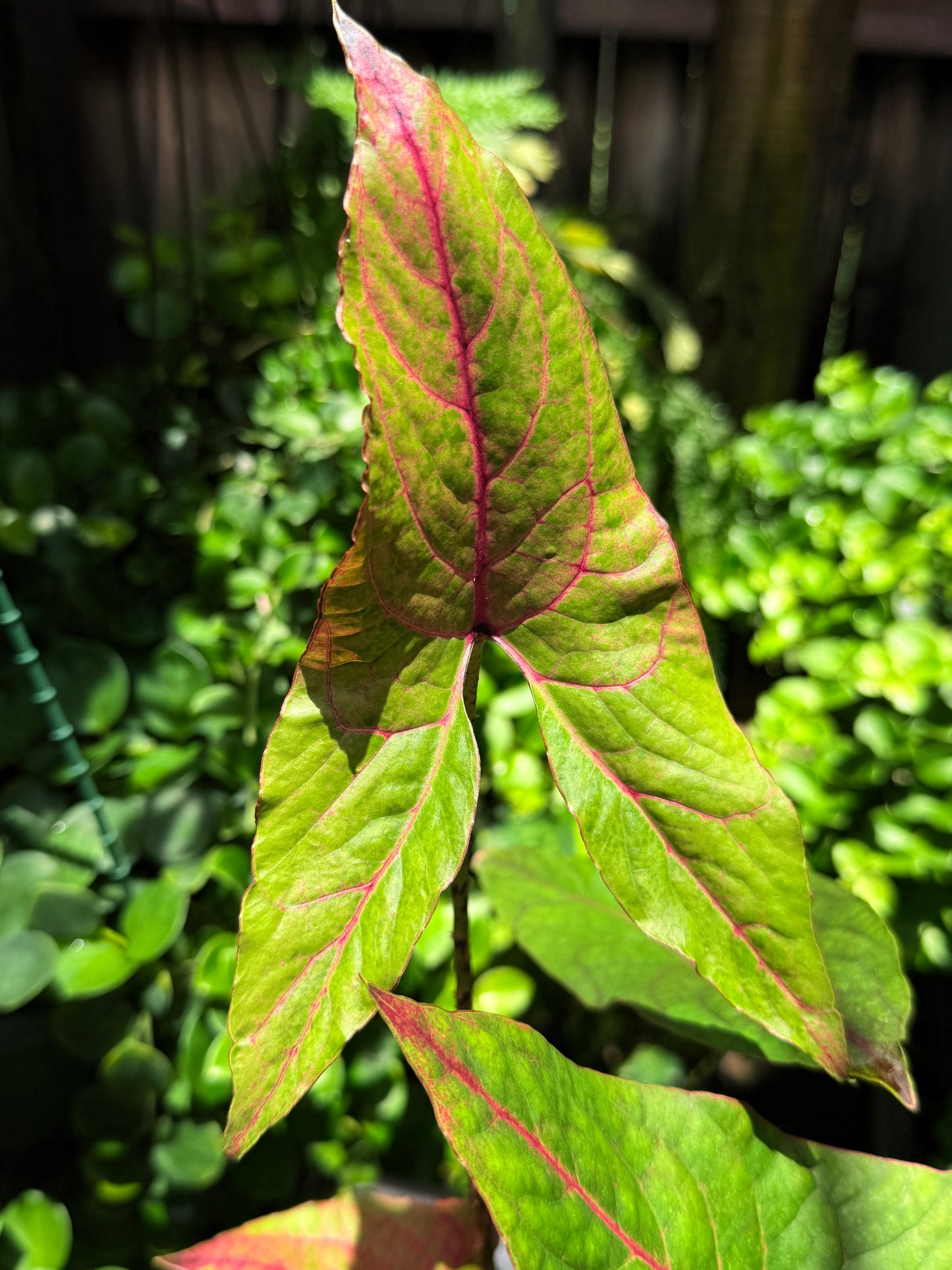 Cyrtosperma johnstonii 'Singha Mora' H49