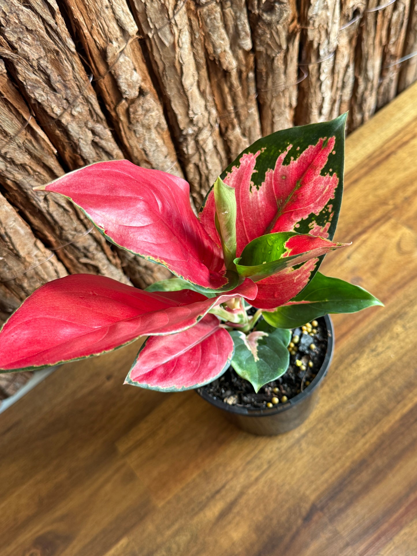 Aglaonema Thailand Red Ayu