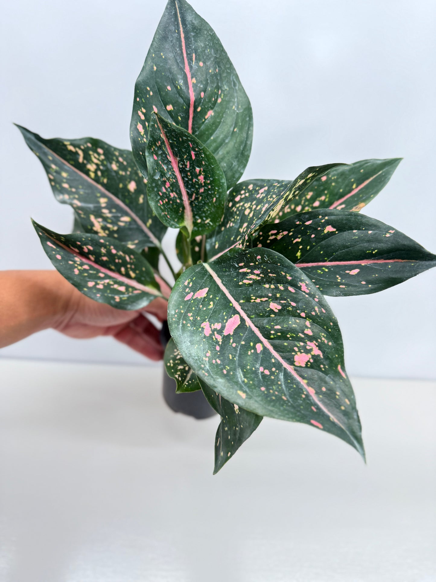 Aglaonema Pink Dalmatian - Best Pick of the Crop!