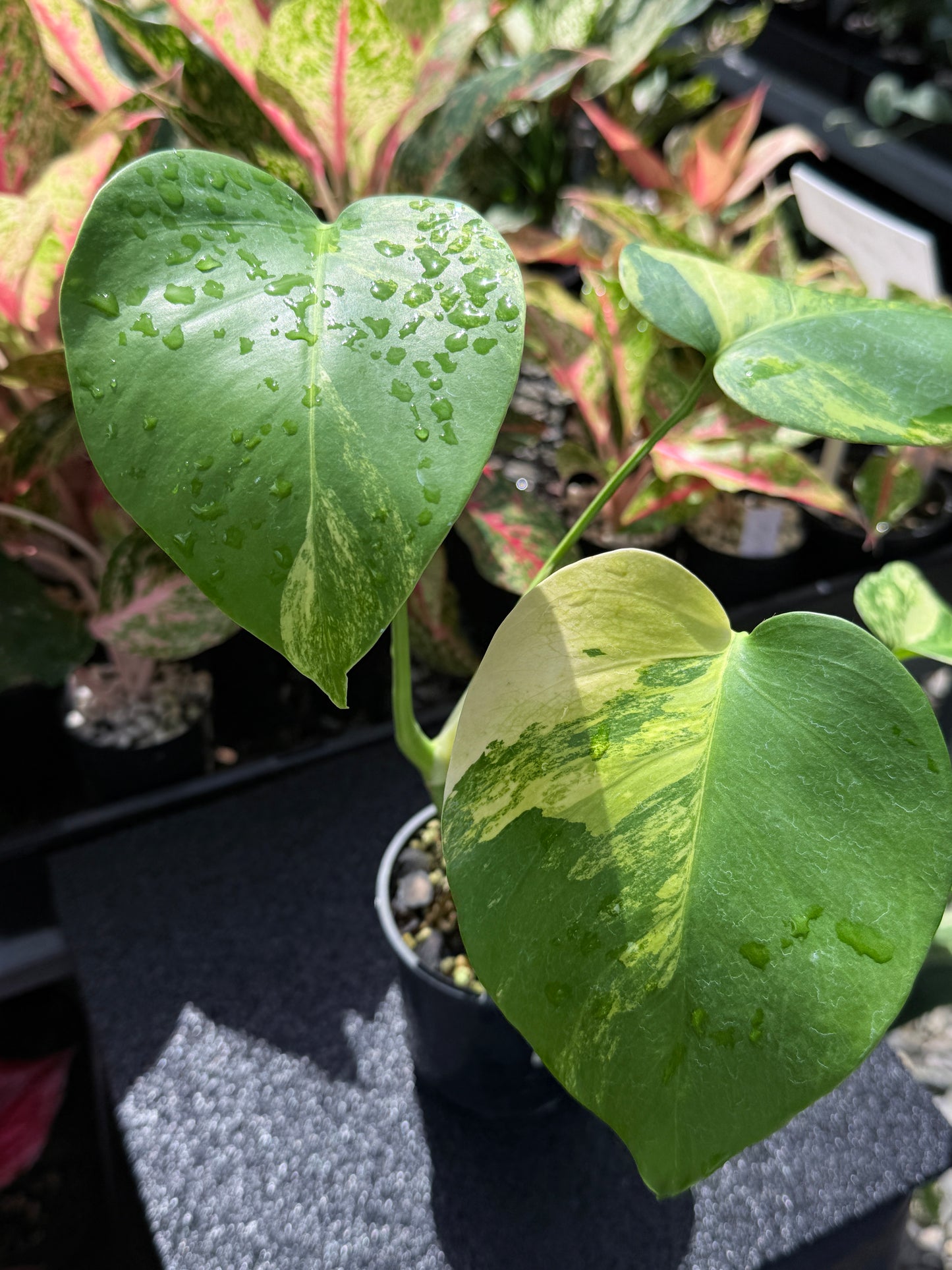 Monstera borsigiana 'Aurea’ H26
