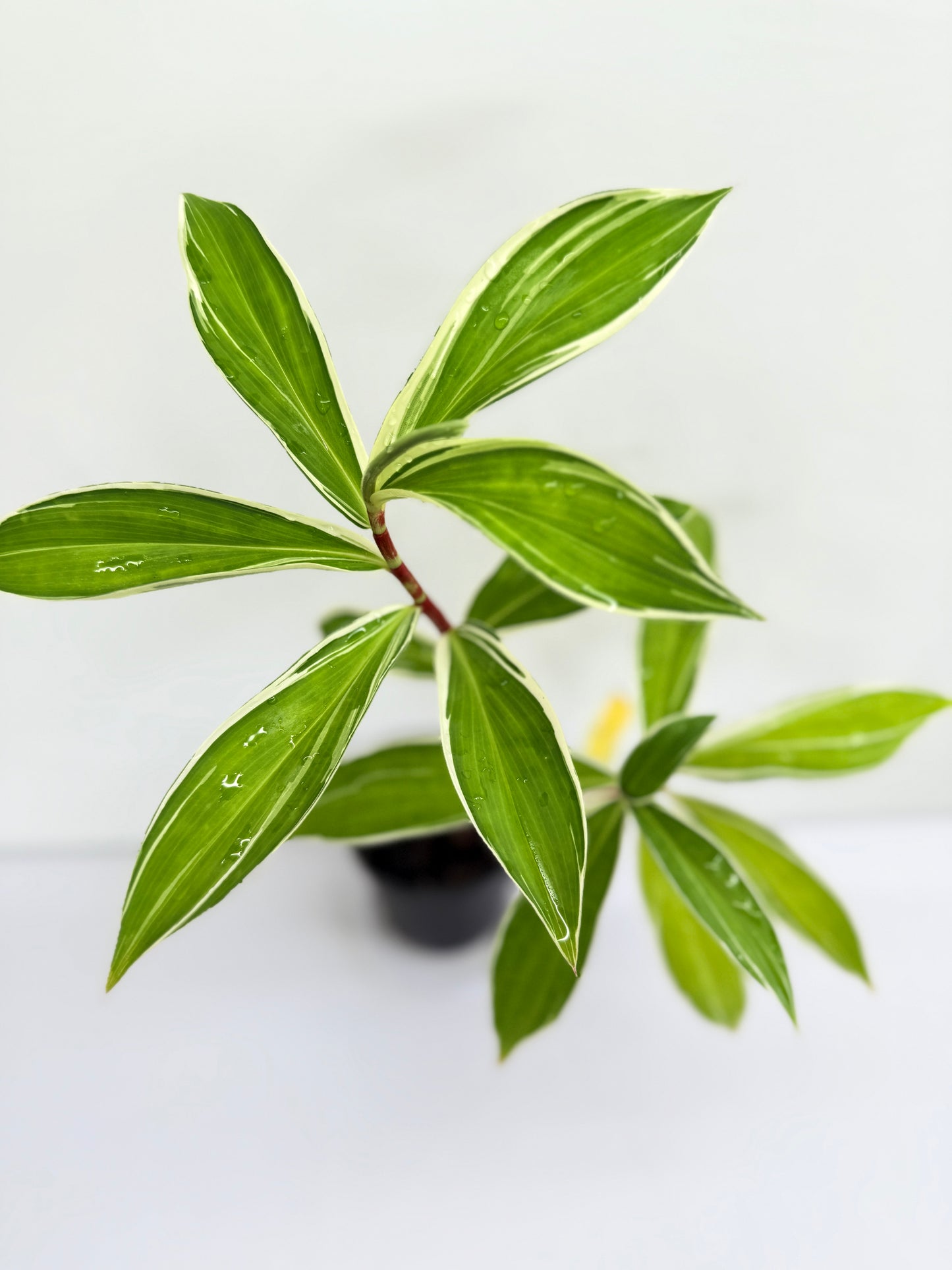 Cheilocostus speciosus 'Variegated Crepe Ginger' - Best Plant in Stock.