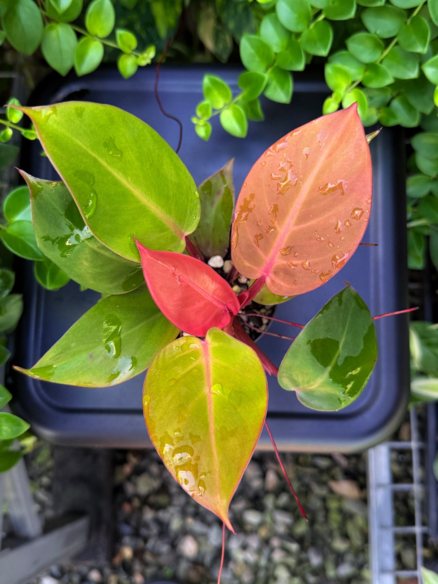 Philodendron 'Cherry Red' - Best Plant in Stock.