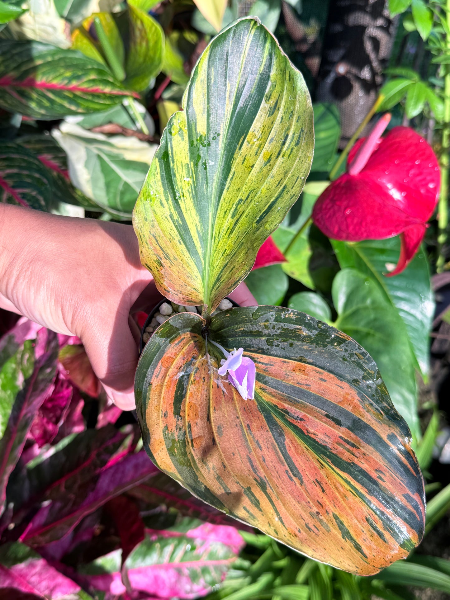Kaempferia pulchra 'Variegata' - Rarely Offered J30