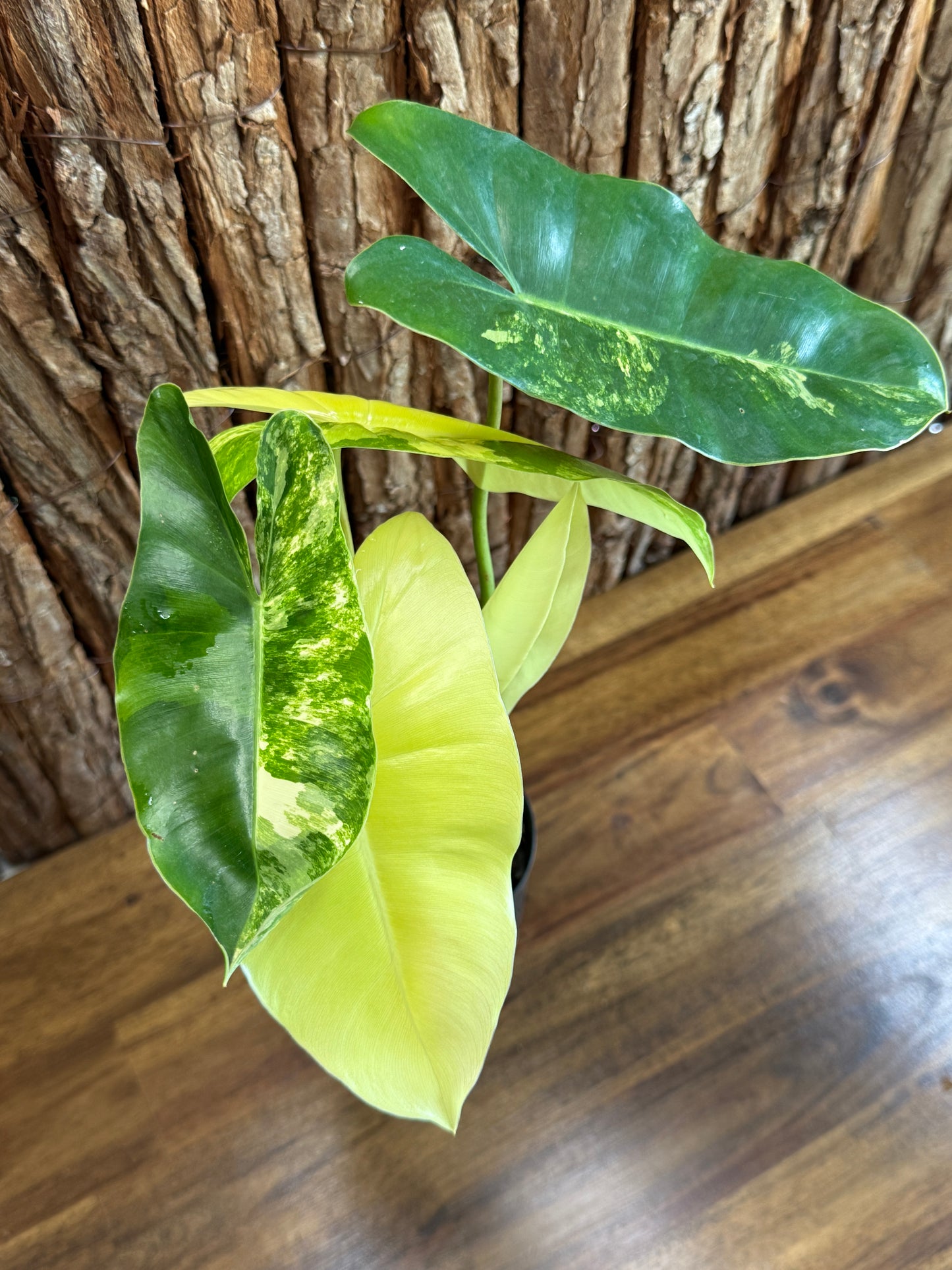 Philodendron Burle Marx Variegata