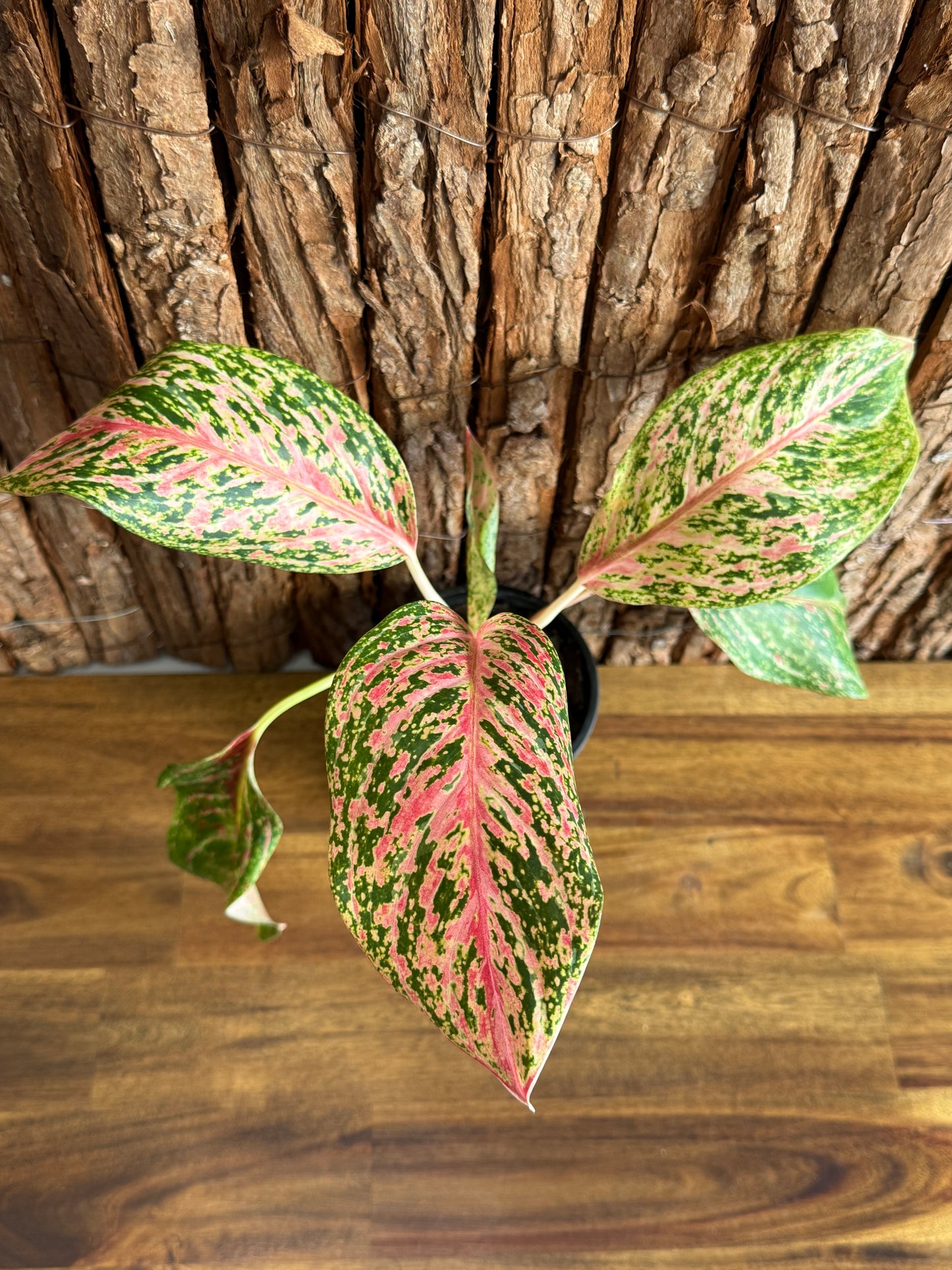 Aglaonema Sparkling Sarah