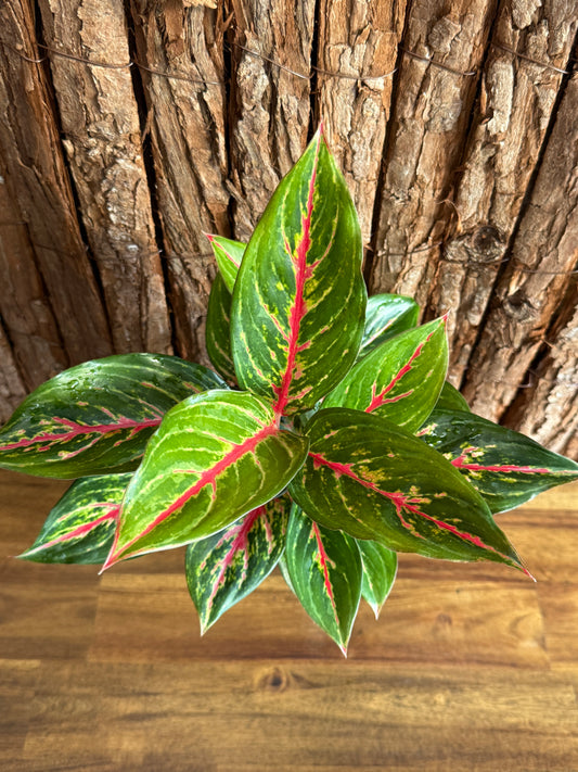 Aglaonema Ammaj Jareon