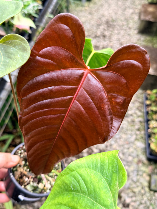Anthurium Red Beauty x Anthurium Thin Leaf Veitchii R26
