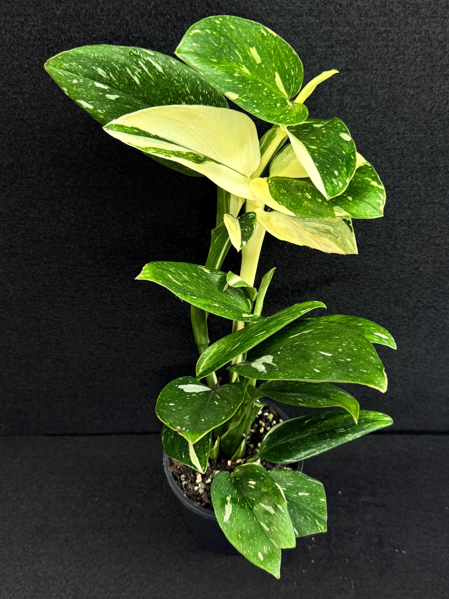 Monstera standleyana 'Albo' C39