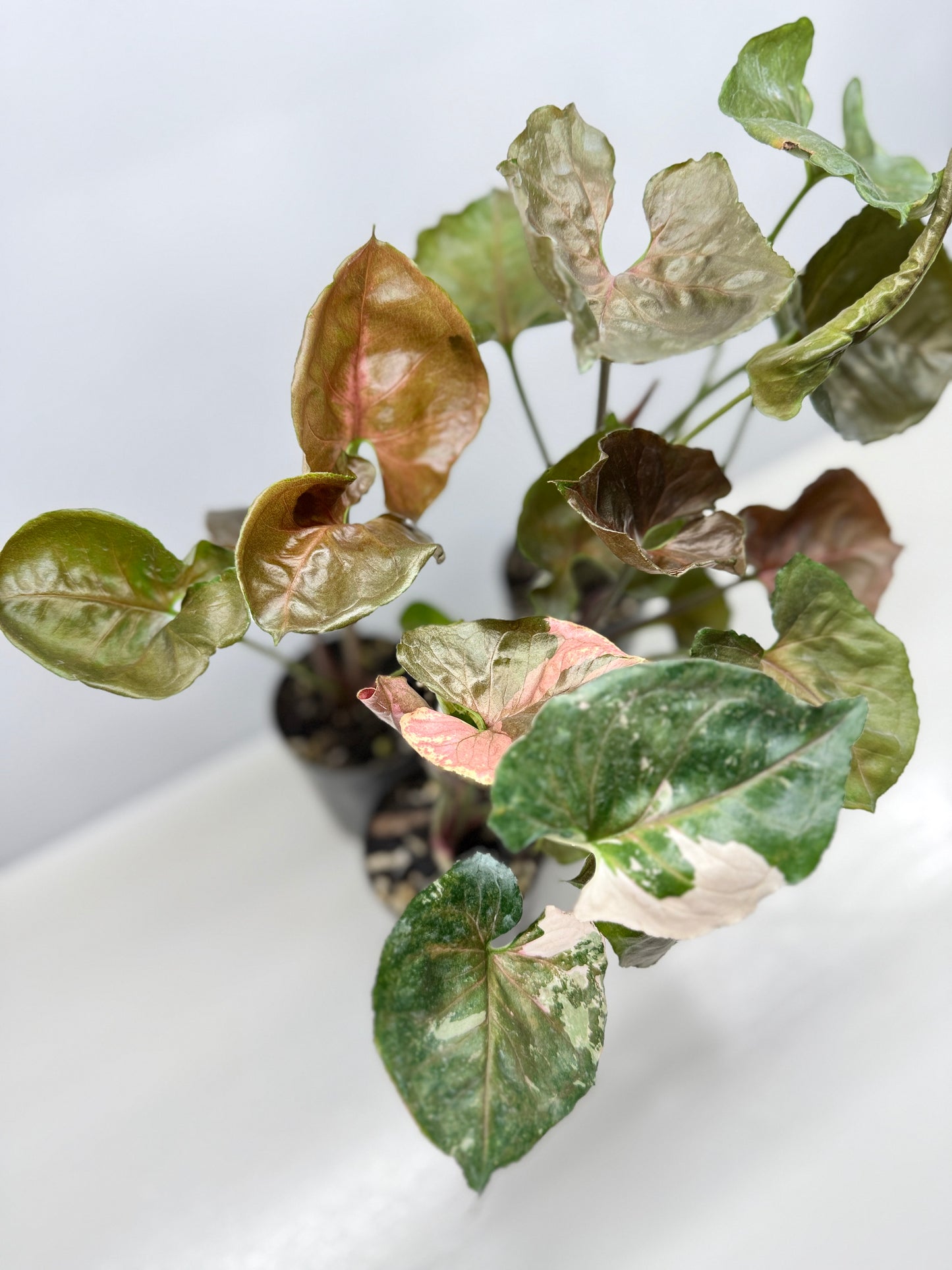 Syngonium Strawberry - Best Pick of the Crop!