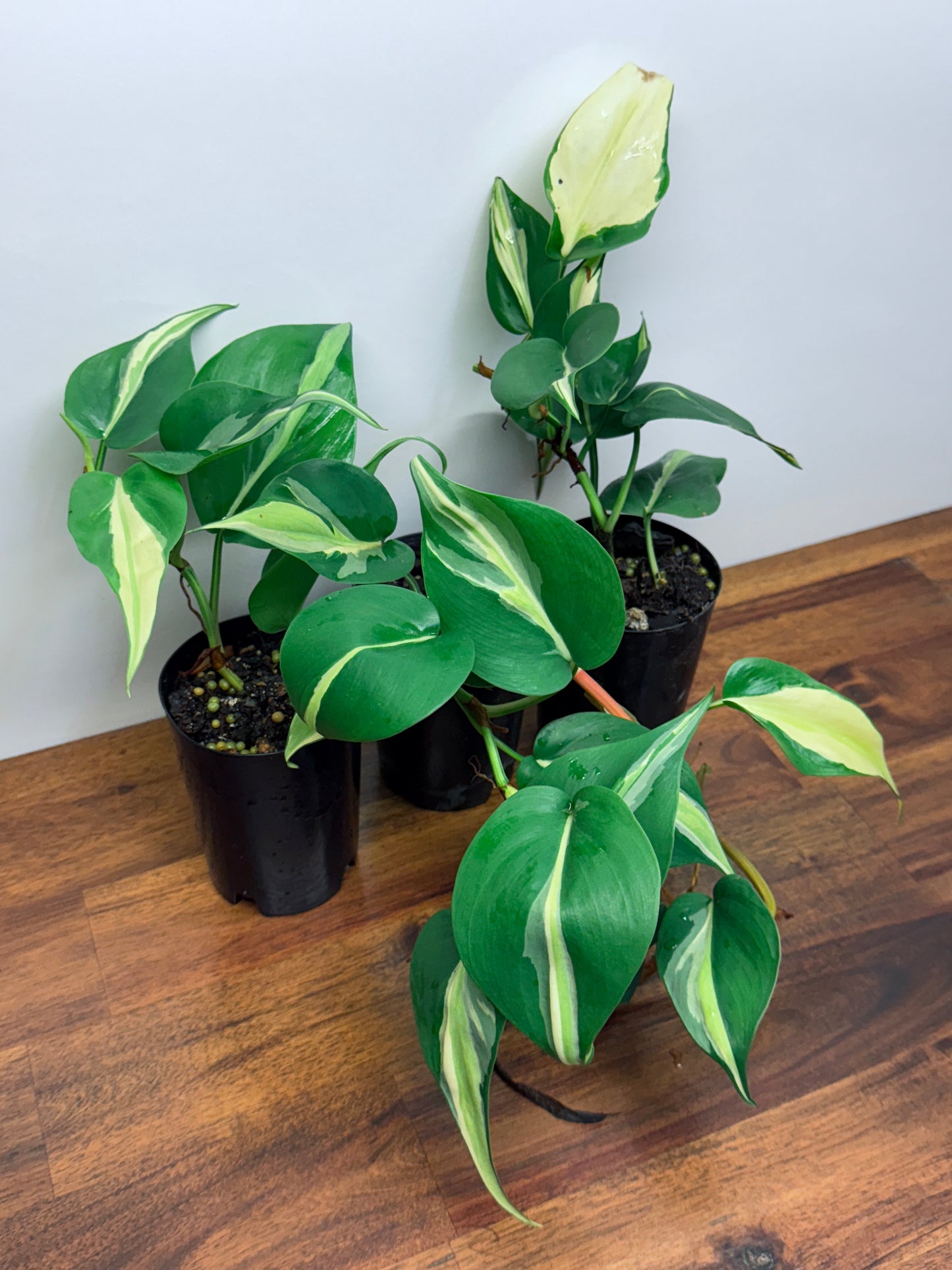 Philodendron hederaceum Silver Stripe