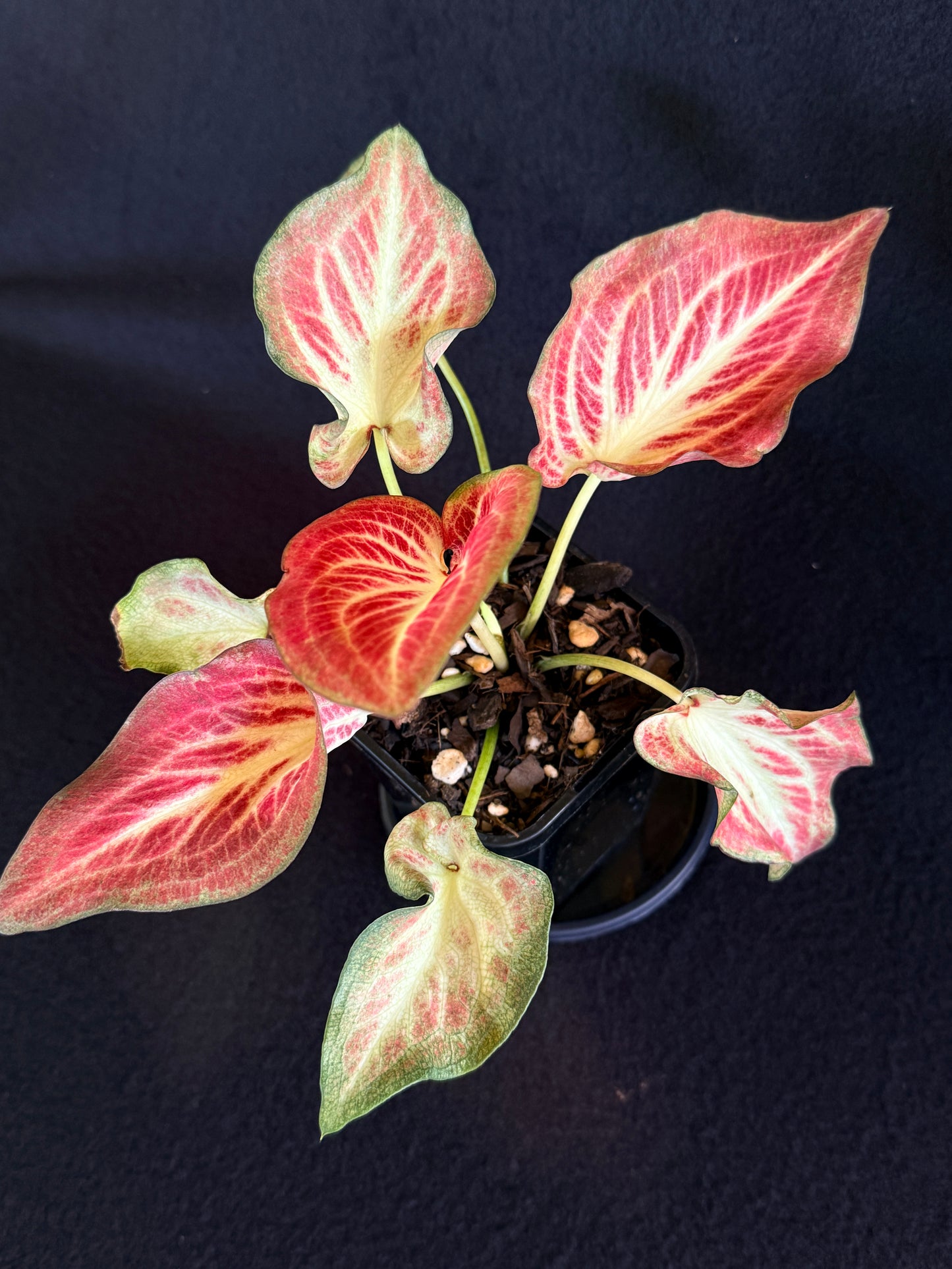 Caladium Hybrid G67