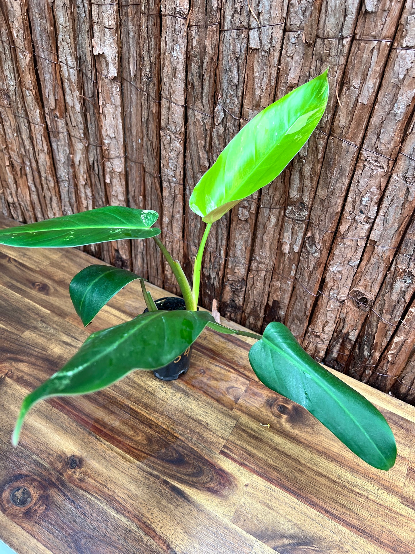 Philodendron Whipple Way NONTC B154