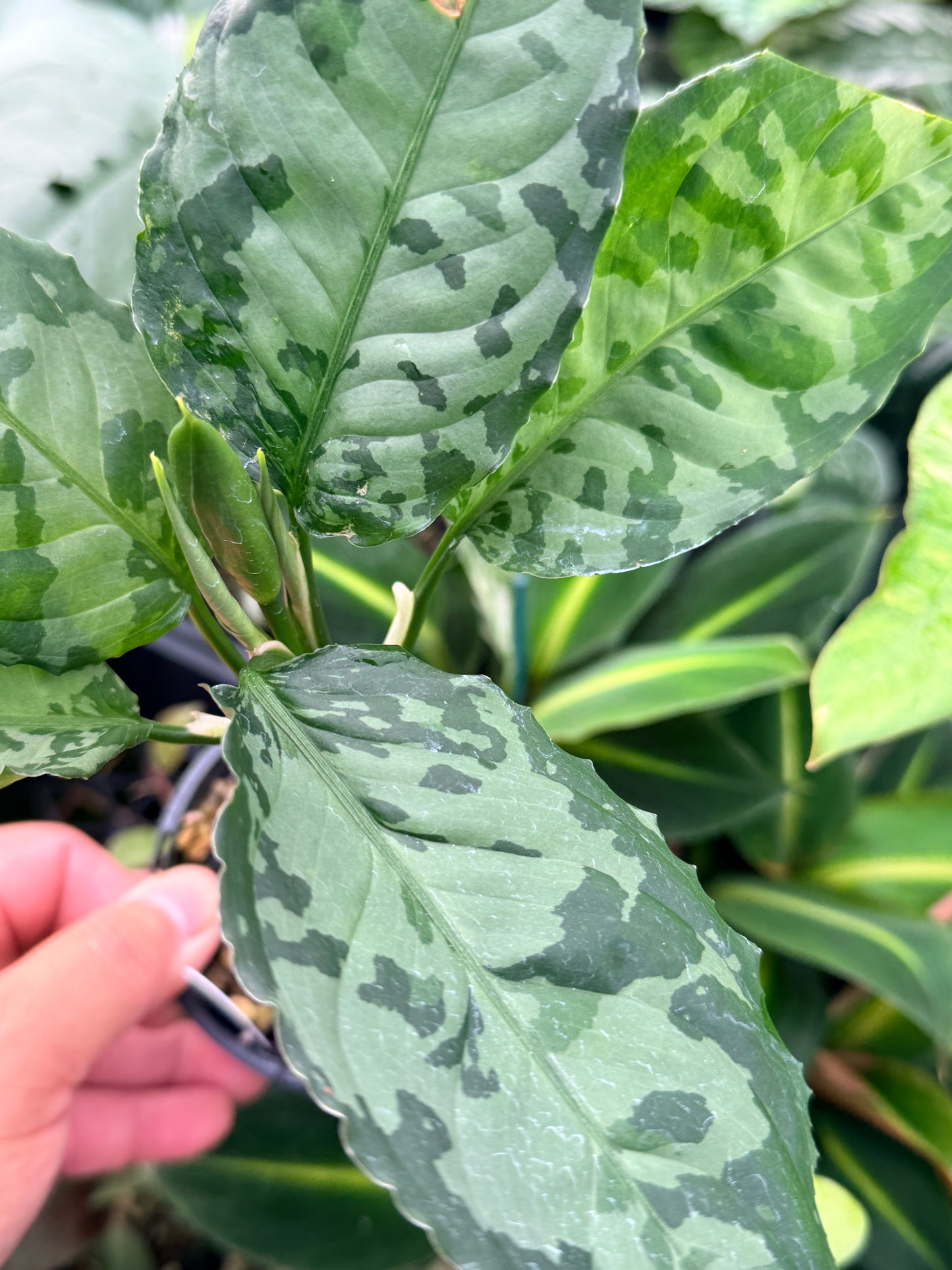 Aglaonema Pictum 'Bicolour' - Rarely Offered G15