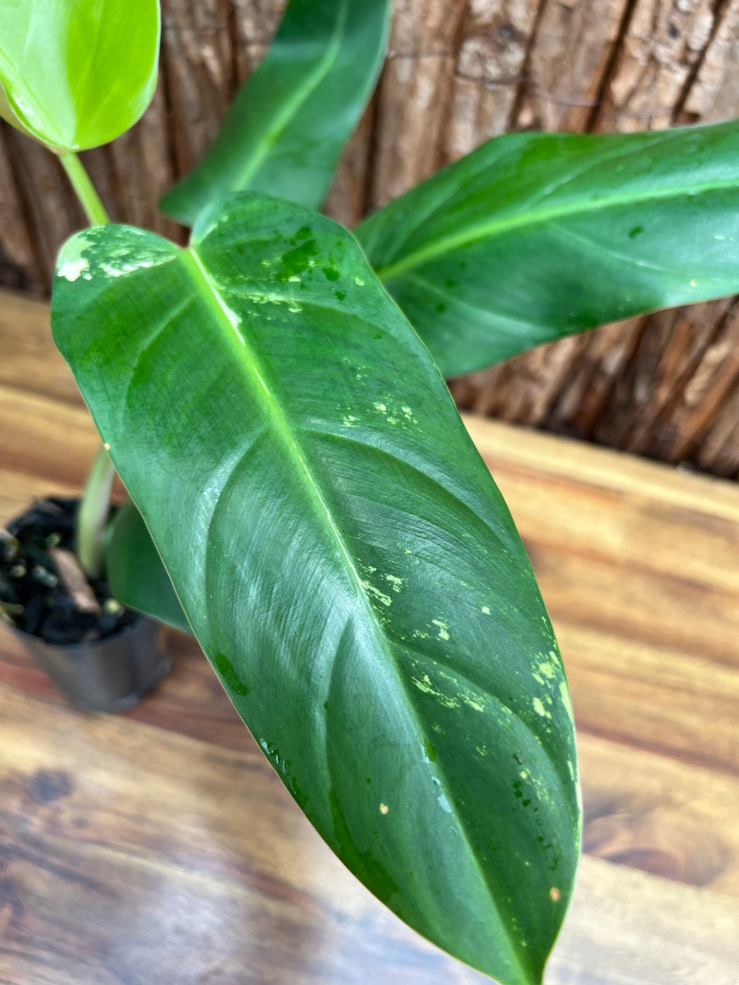 Philodendron Whipple Way NONTC B154