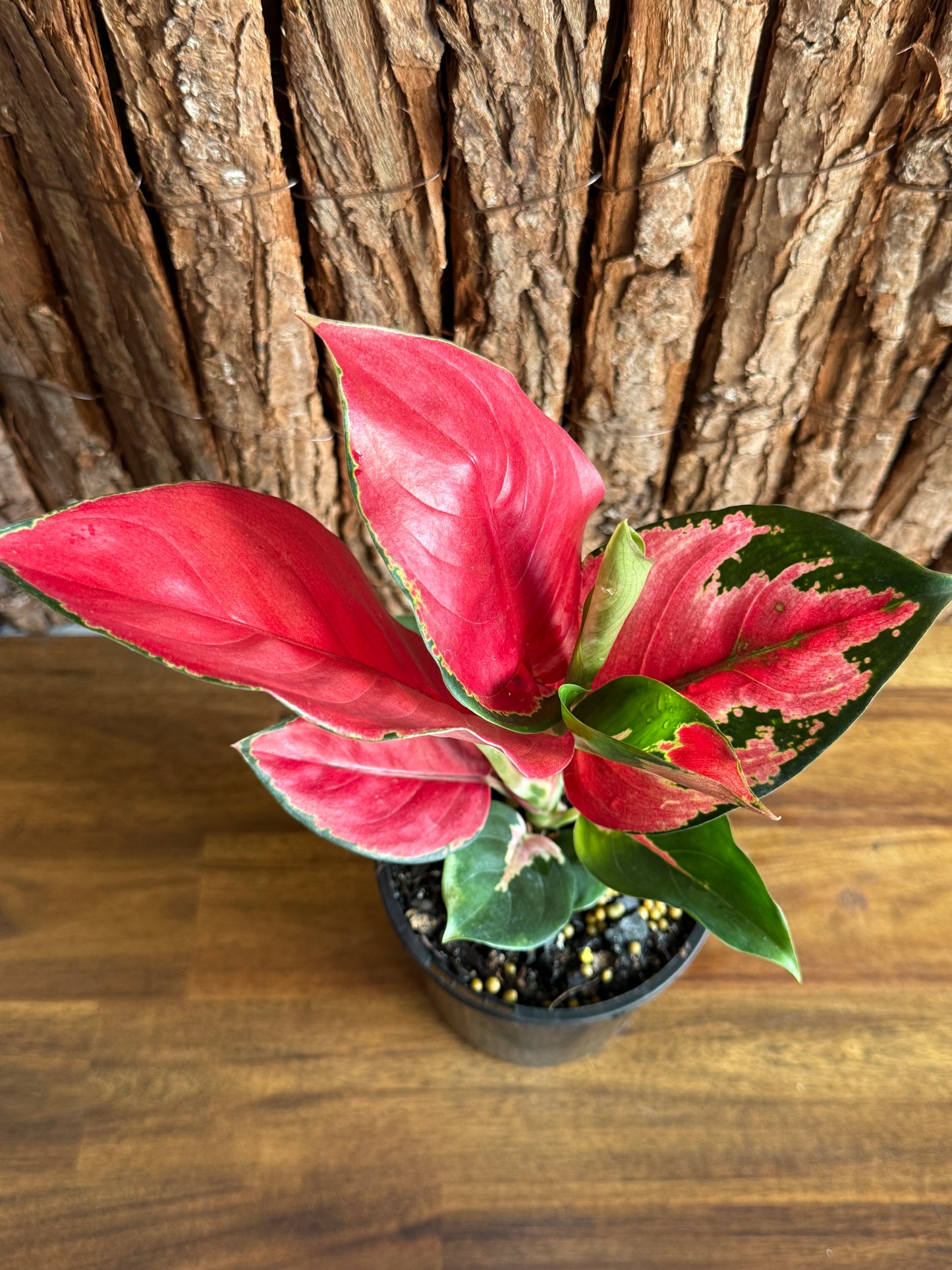 Aglaonema Thailand Red Ayu