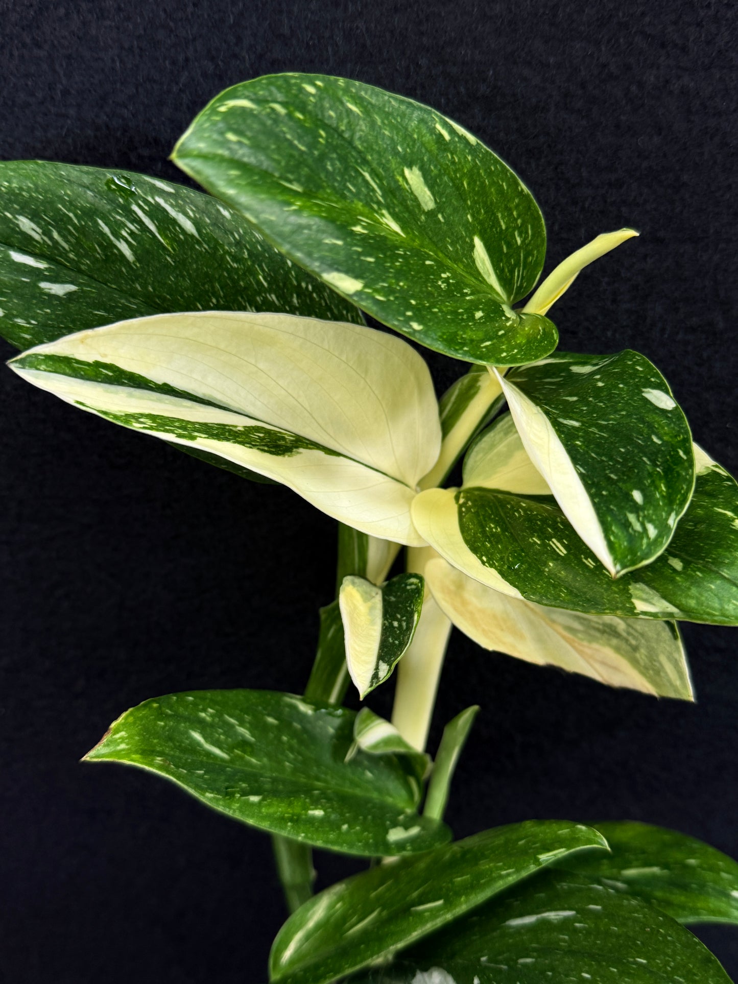 Monstera standleyana 'Albo' C39