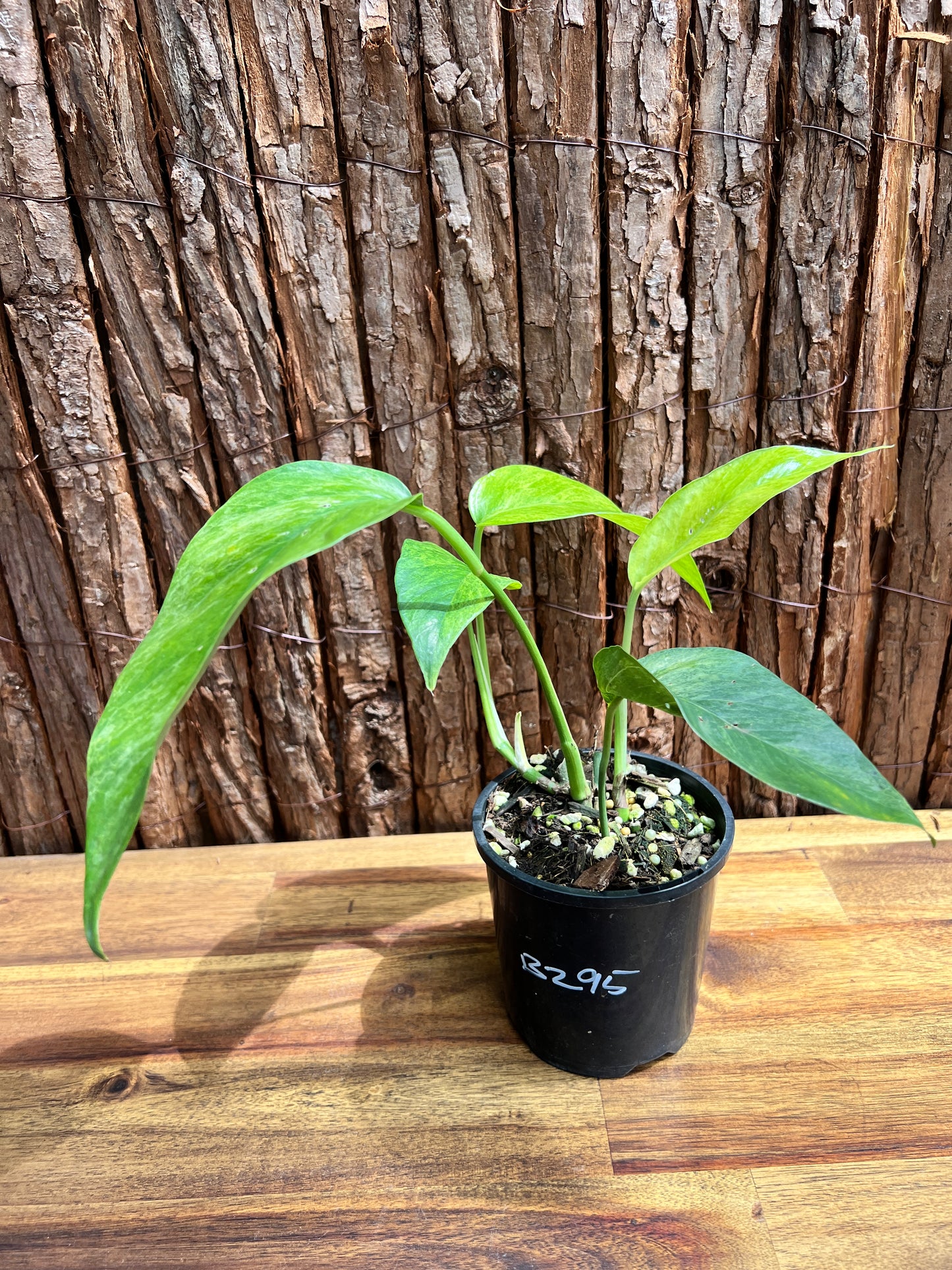 Epipremnum pinnatum 'Mint' Variegata B295