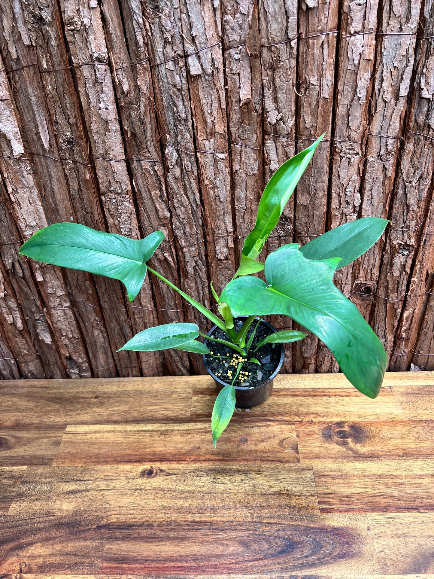 Philodendron Glad Hands - New Release C22