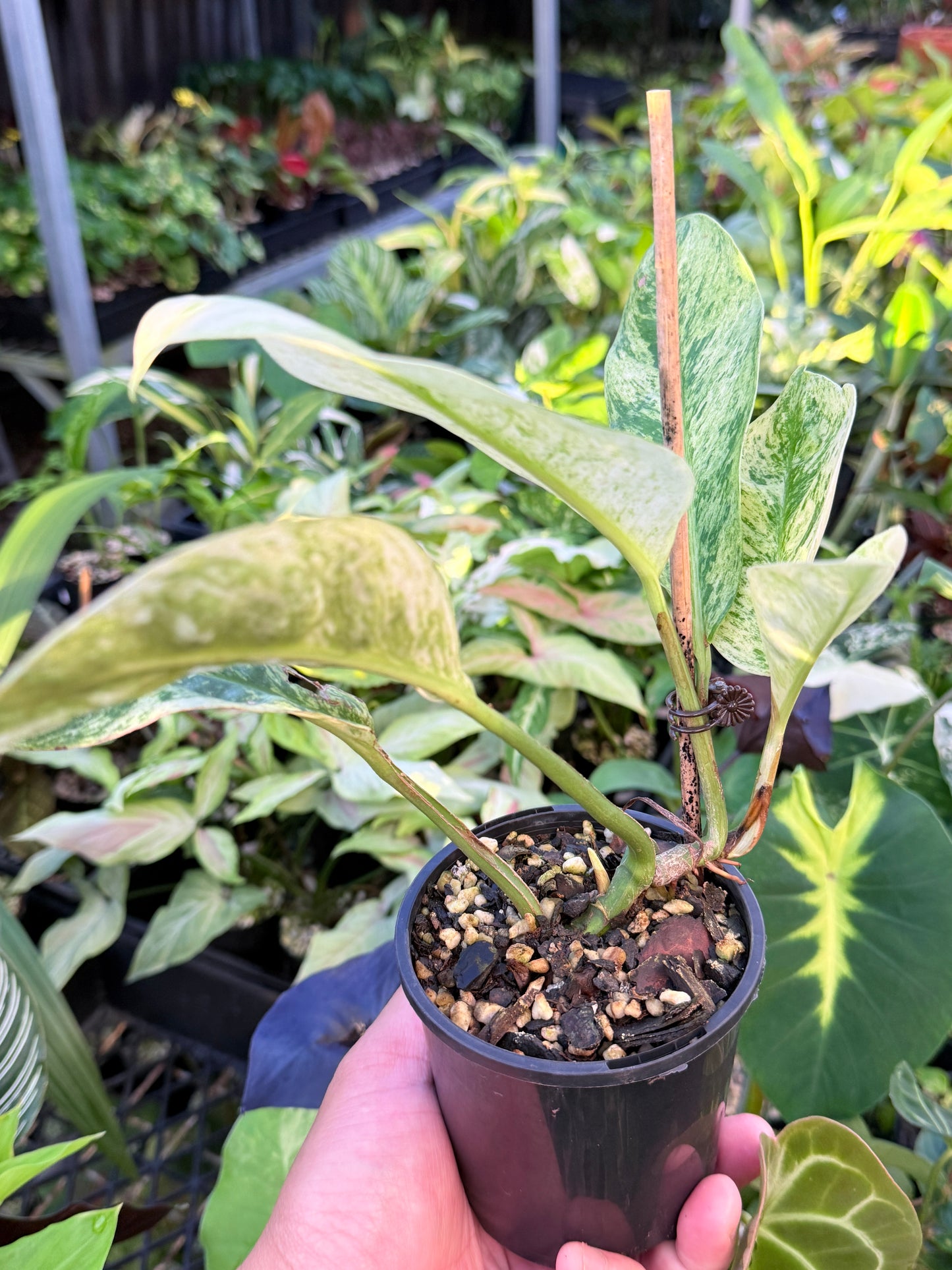 Rhaphidophora 'Elliptica' J59