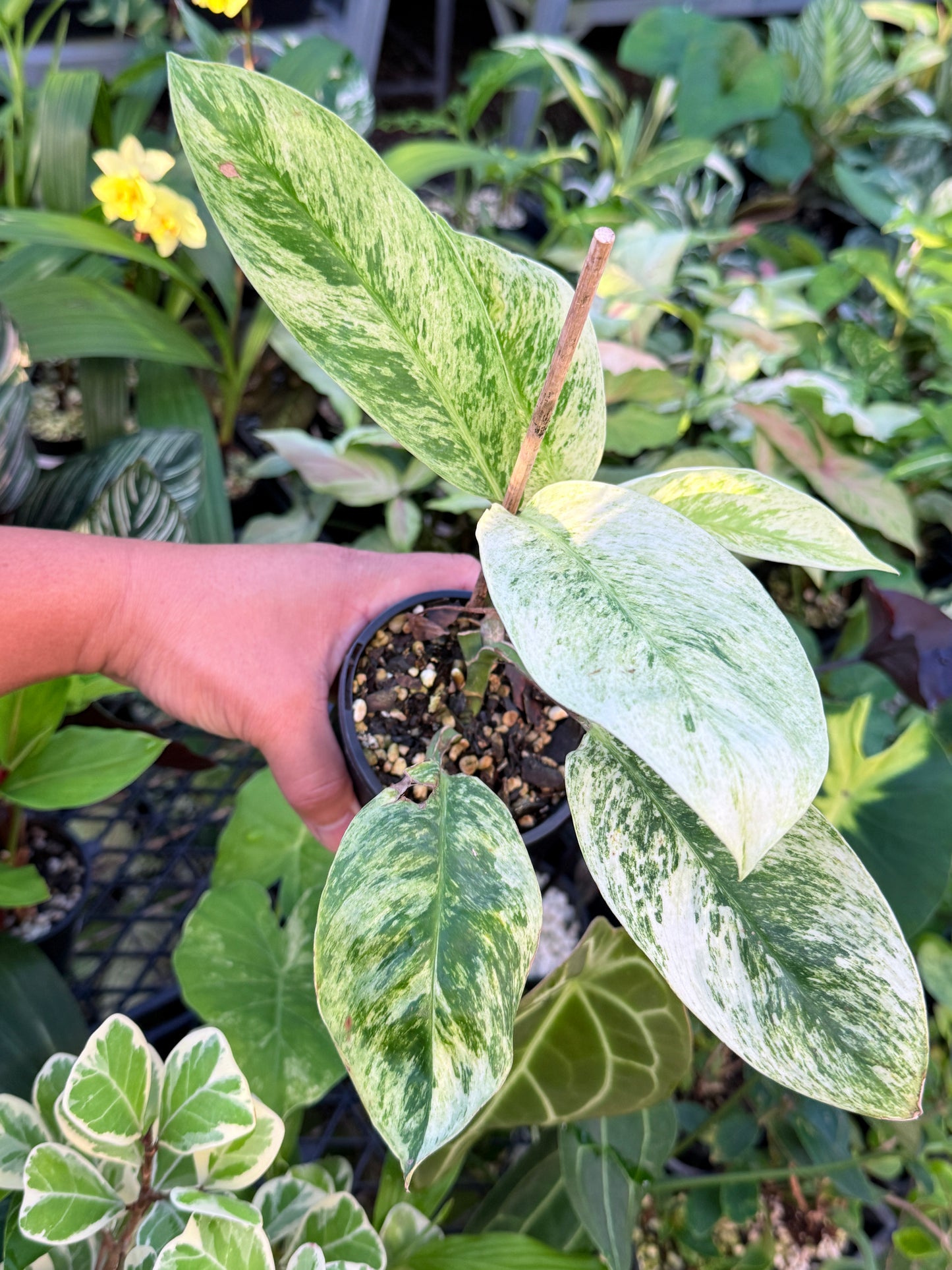 Rhaphidophora 'Elliptica' J59