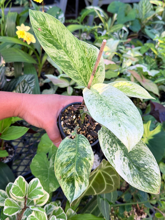 Rhaphidophora 'Elliptica' J59