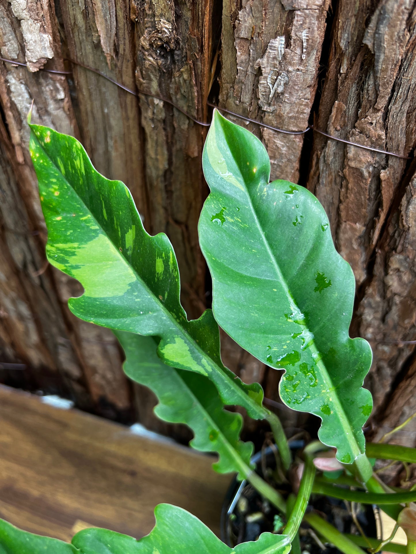 Philodendron 'Ring of Fire' Z34