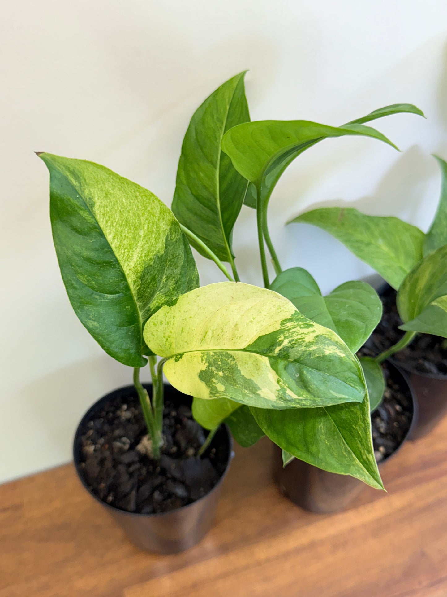 Monstera Laniata Smokey Variegated