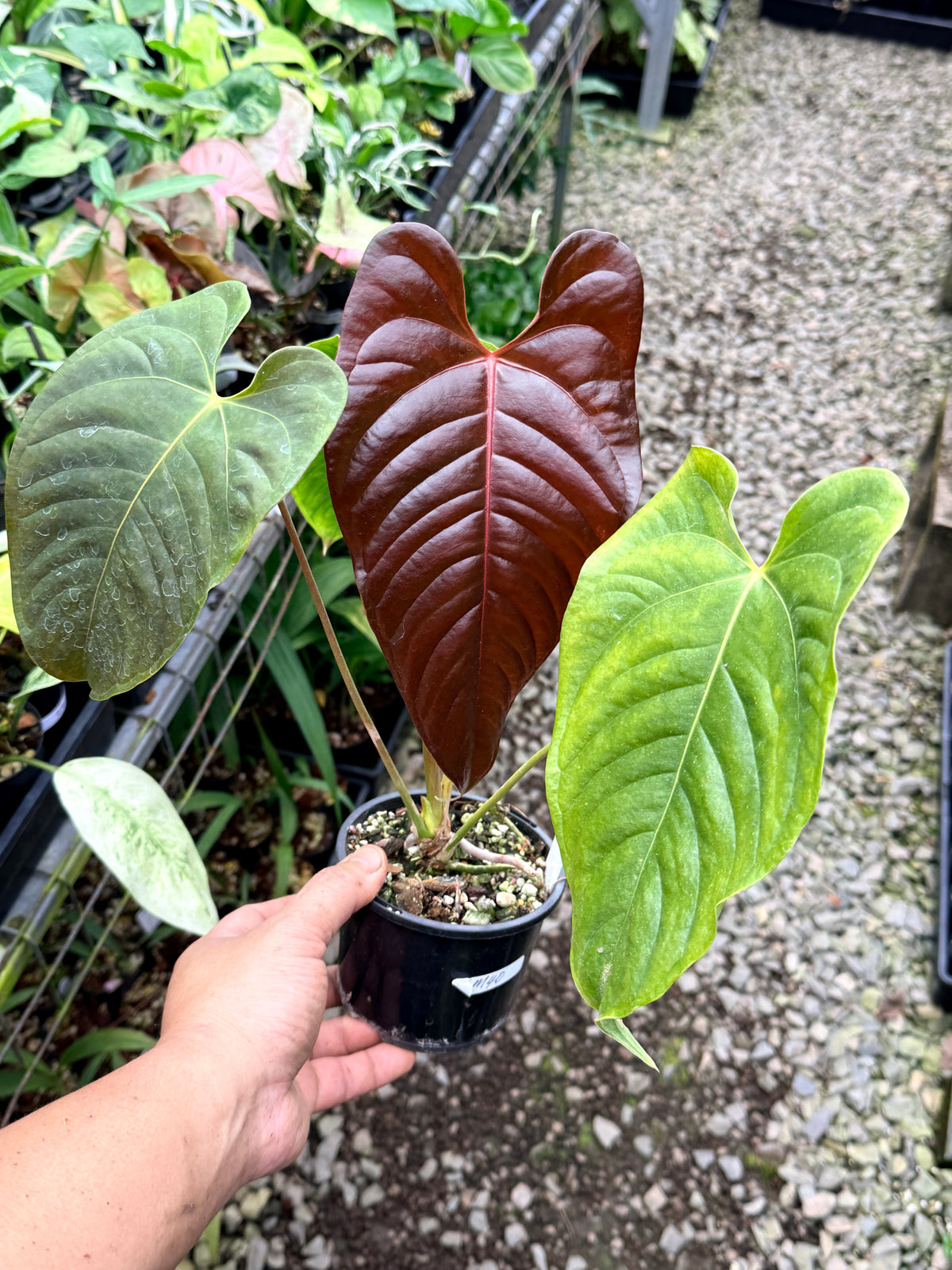 Anthurium Red Beauty x Anthurium Thin Leaf Veitchii R26
